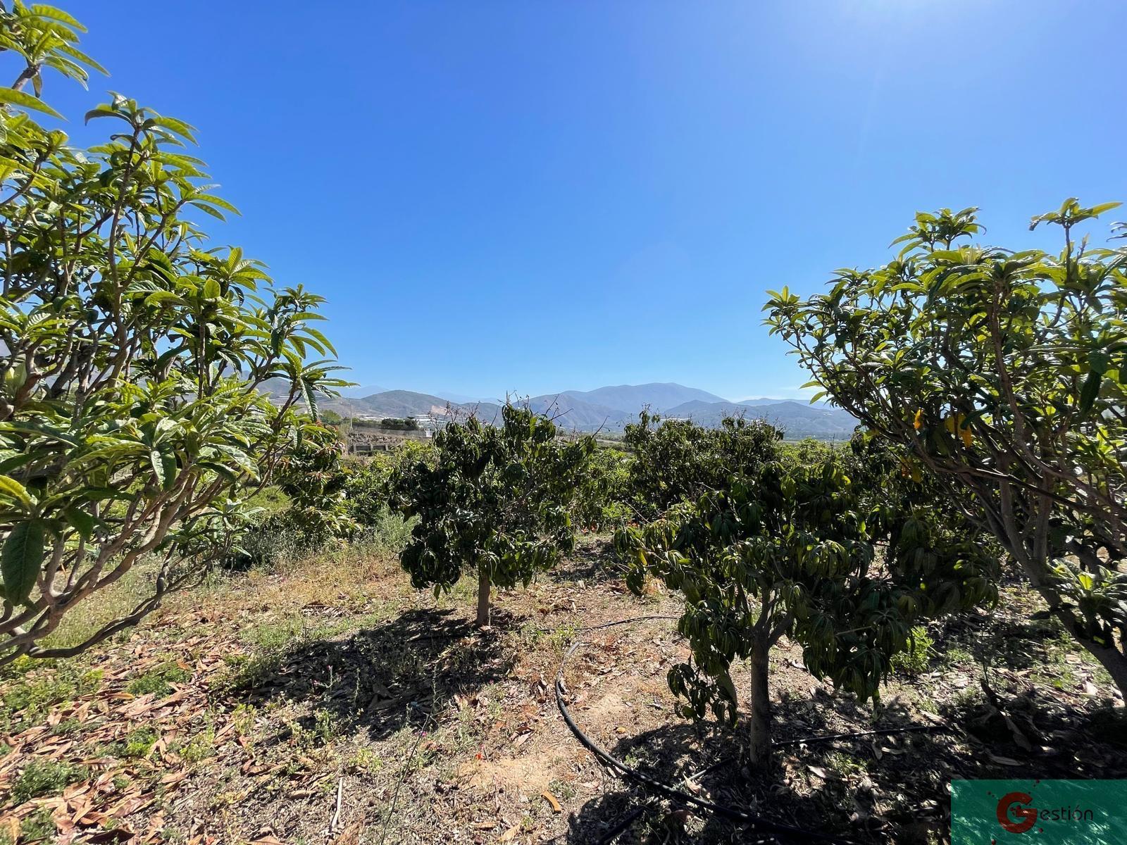 Venta de finca rústica en Salobreña