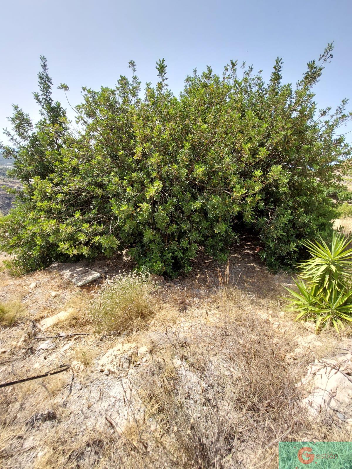 For sale of recreation property in Molvízar