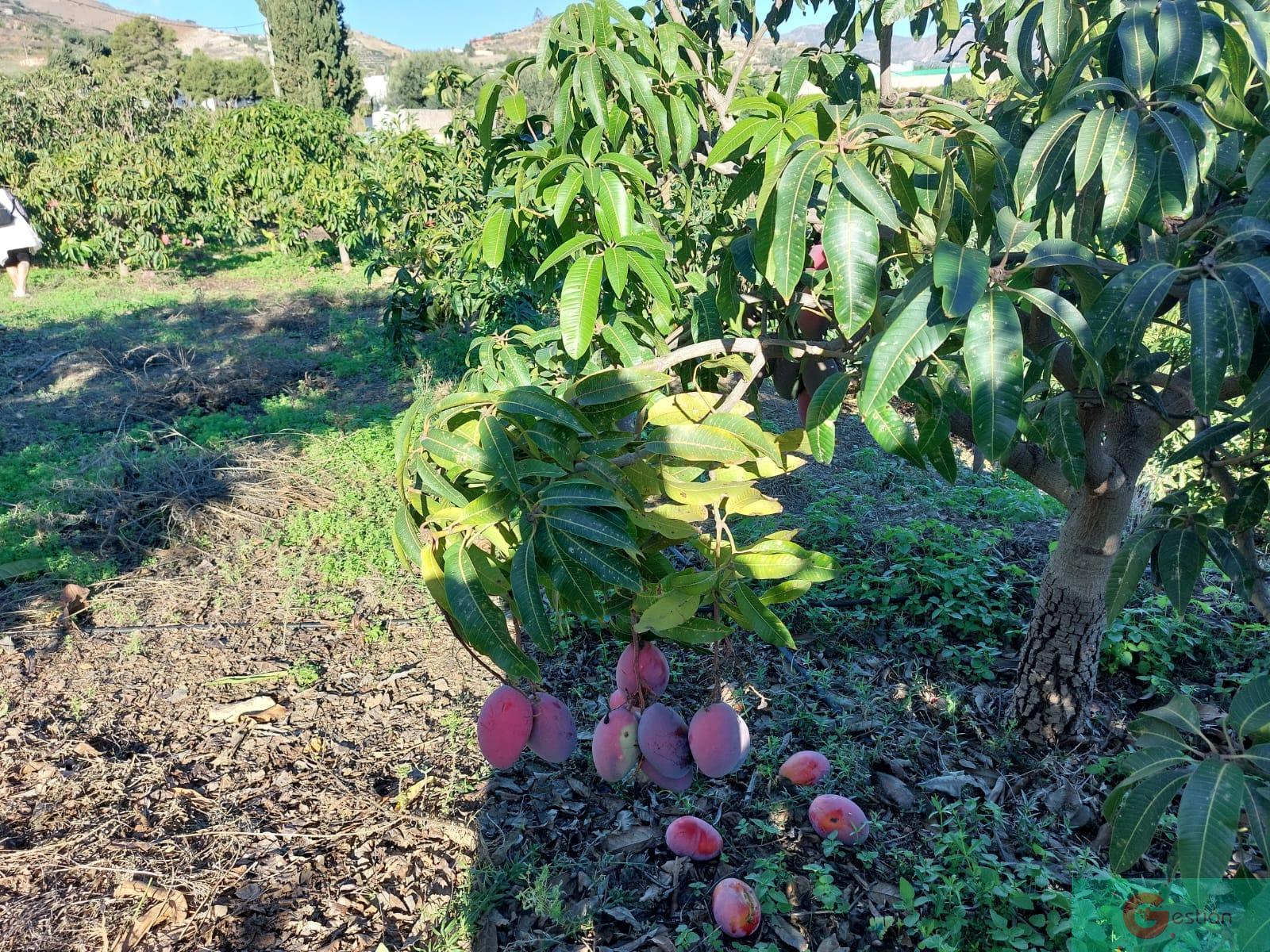 For sale of rural property in Salobreña