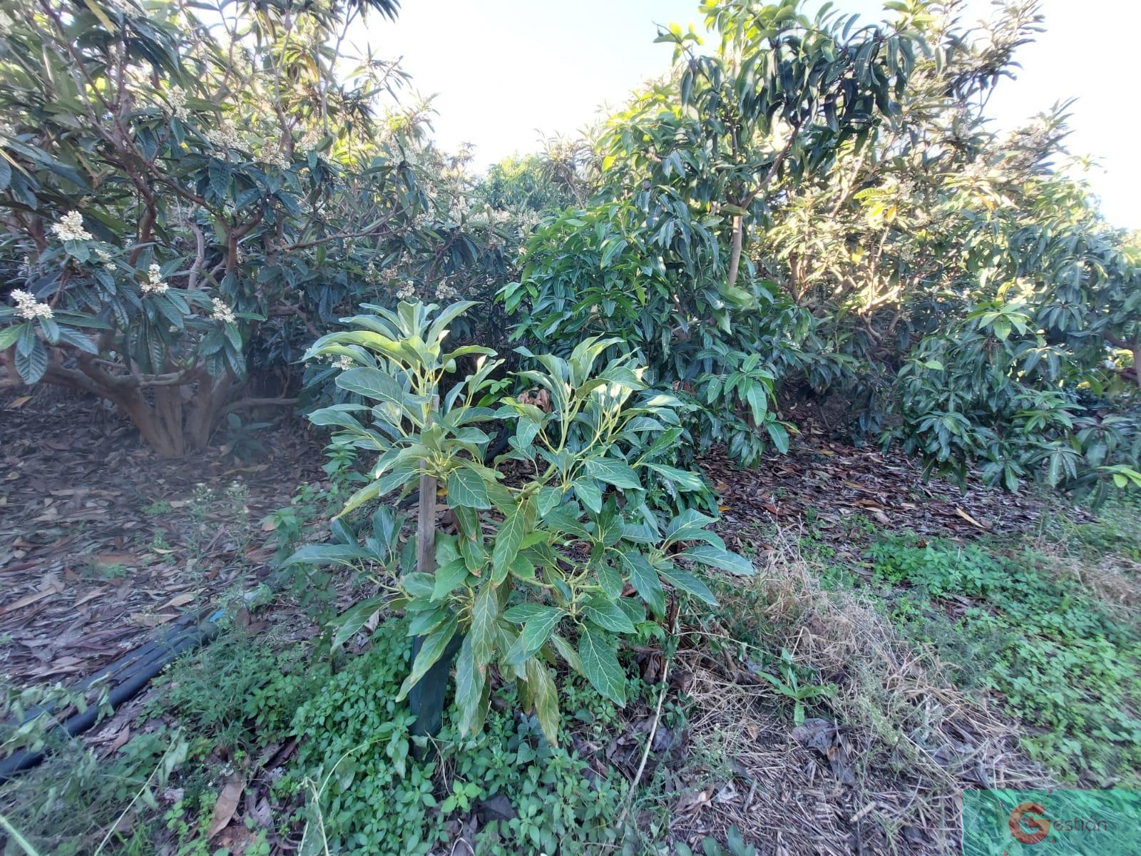 For sale of rural property in Salobreña