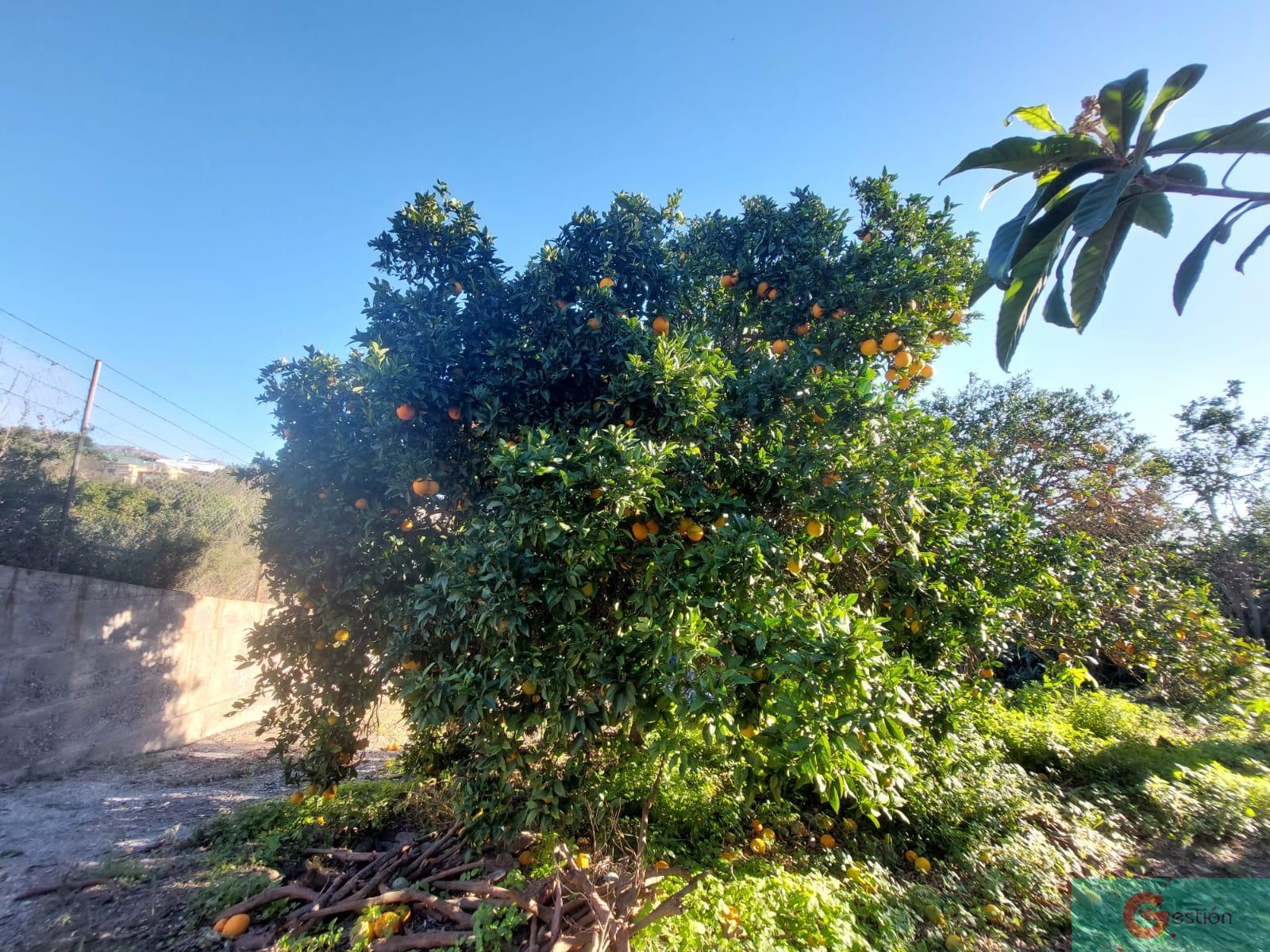 For sale of rural property in Salobreña