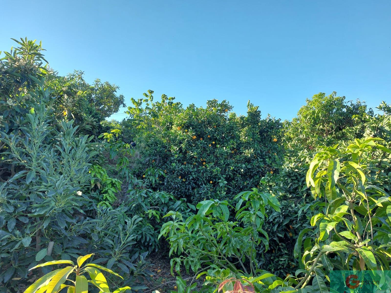 For sale of rural property in Salobreña