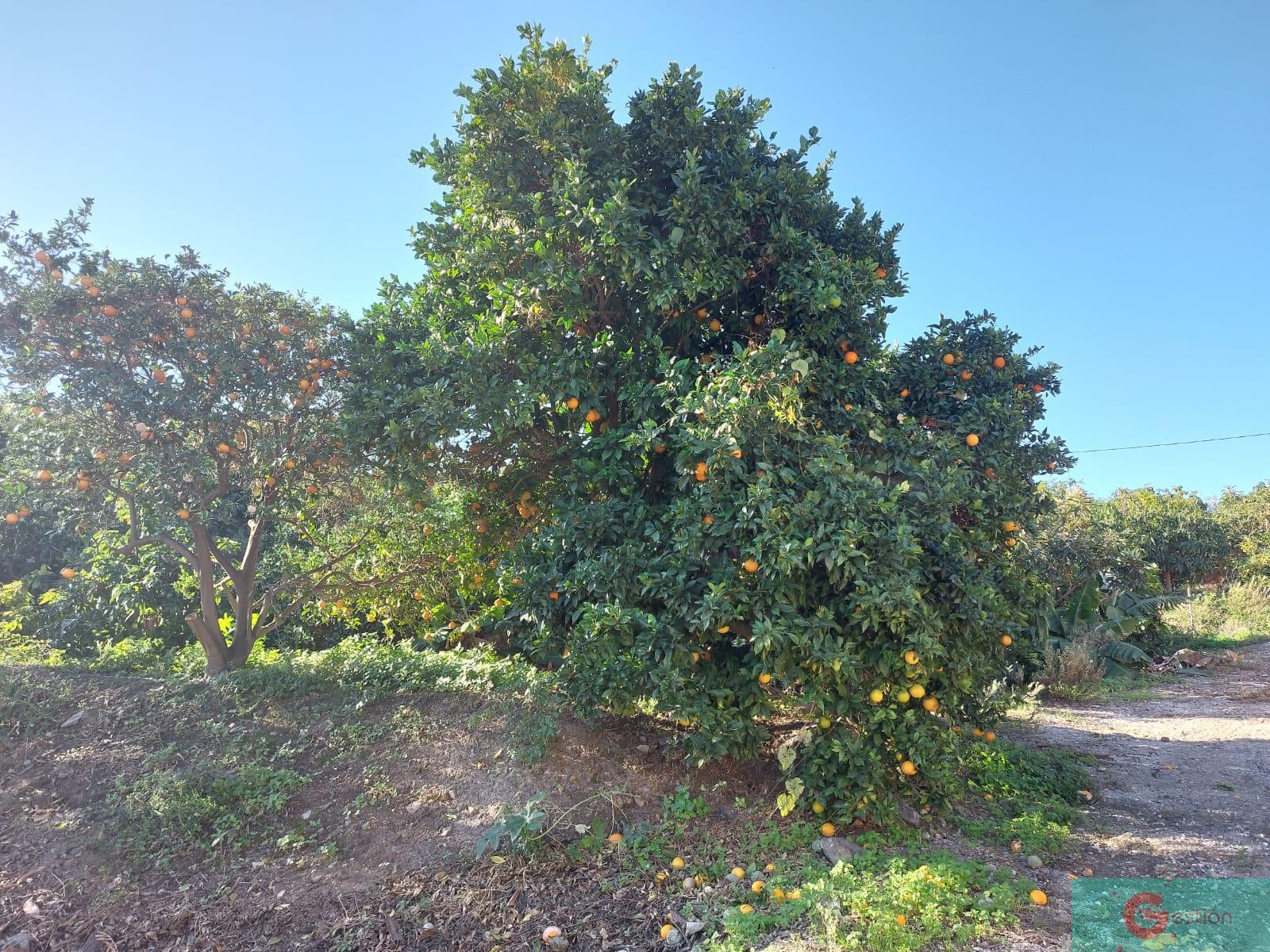 For sale of rural property in Salobreña