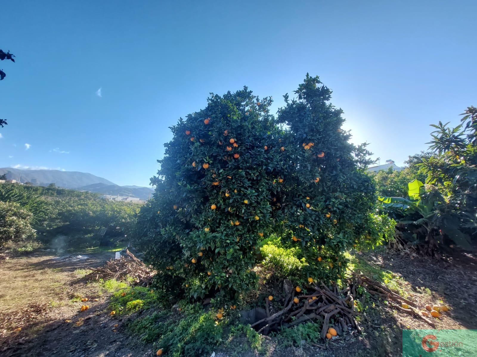 For sale of rural property in Salobreña