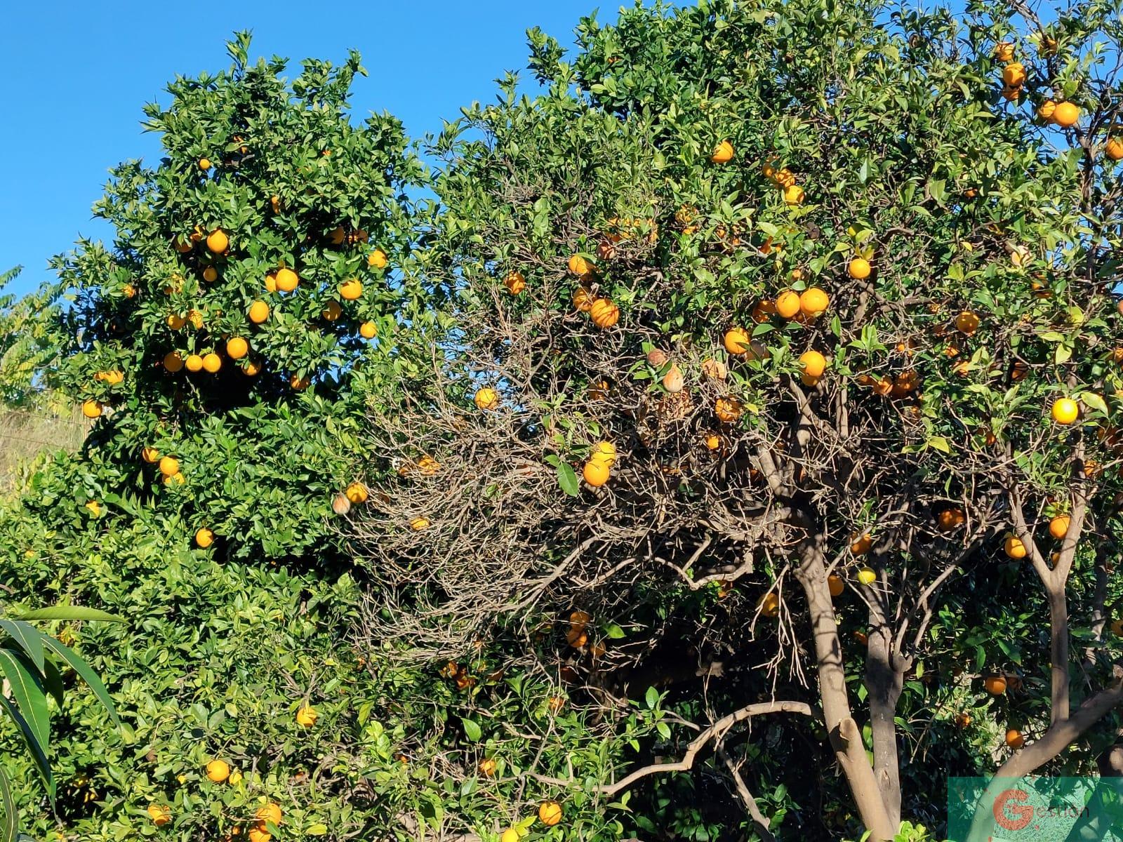 Venta de finca rústica en Salobreña