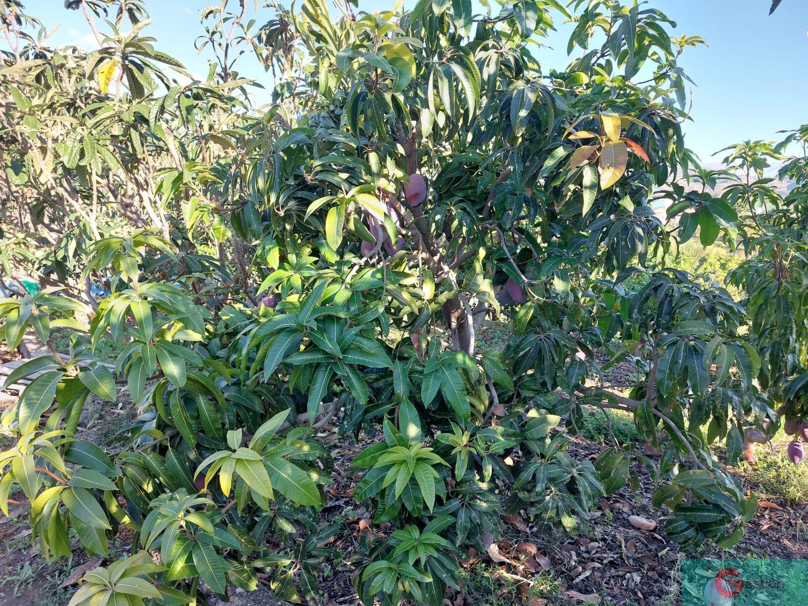 For sale of rural property in Salobreña