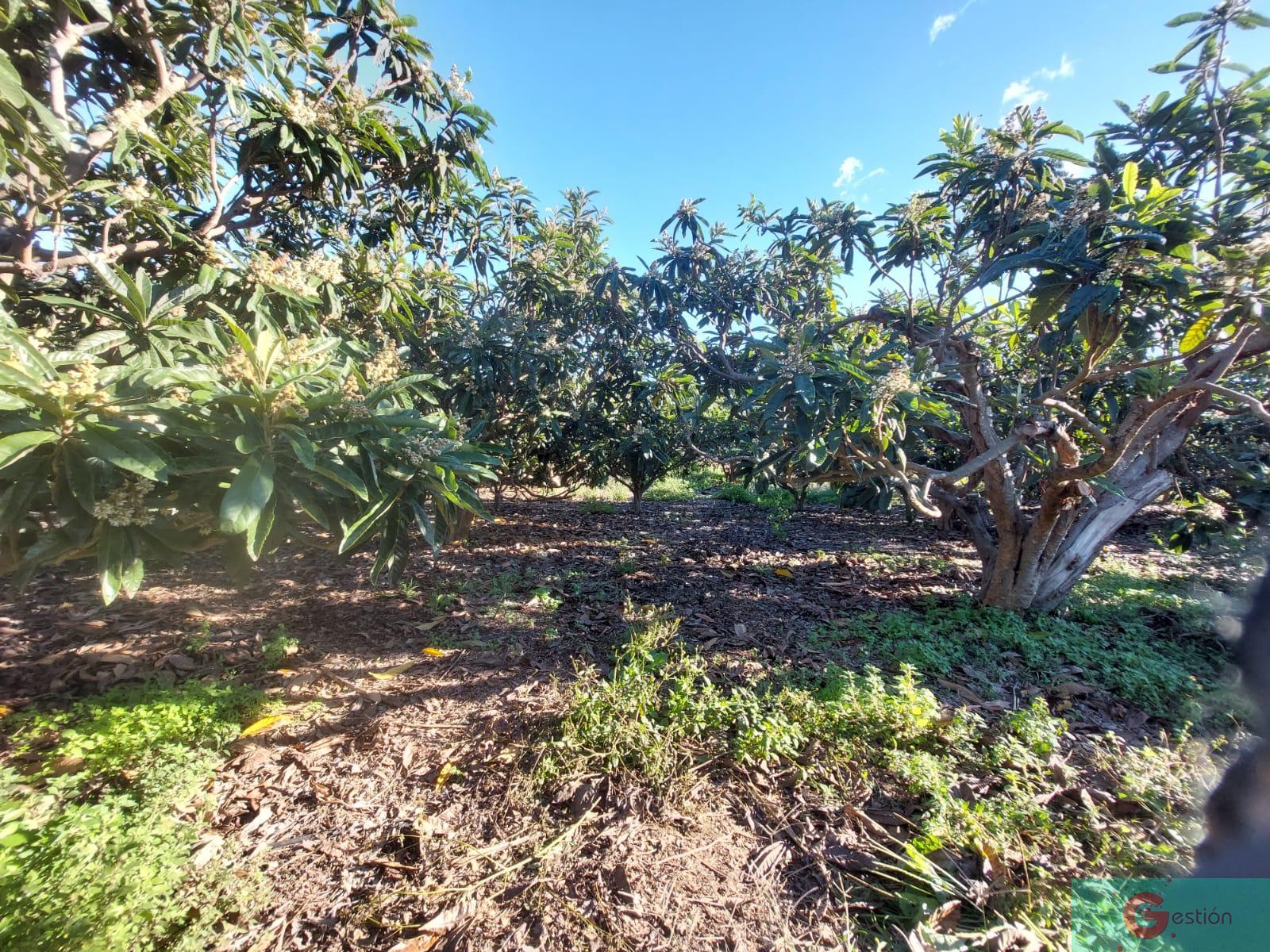 For sale of rural property in Salobreña