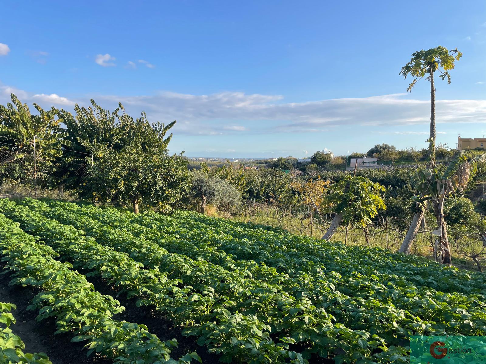 For sale of rural property in Salobreña