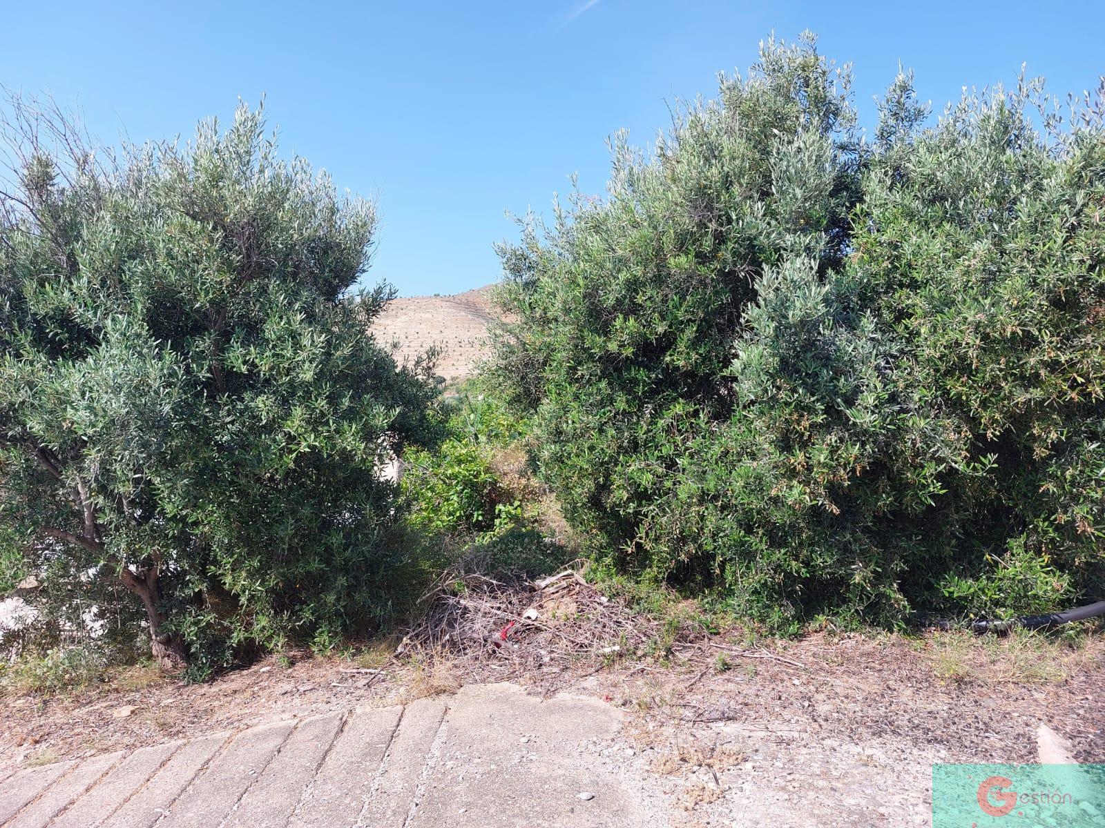 Venta de finca rústica en Salobreña