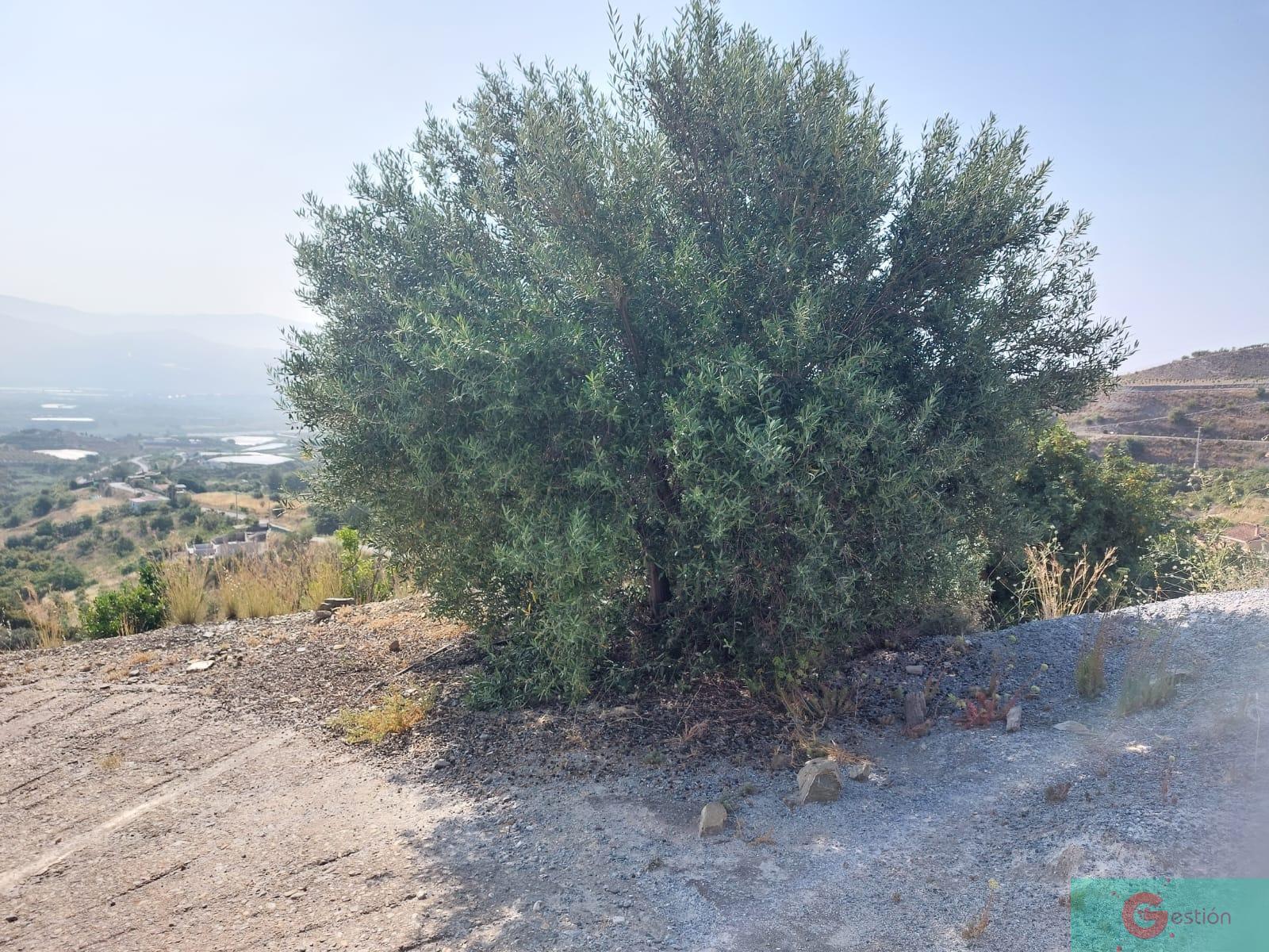 Venta de finca rústica en Salobreña