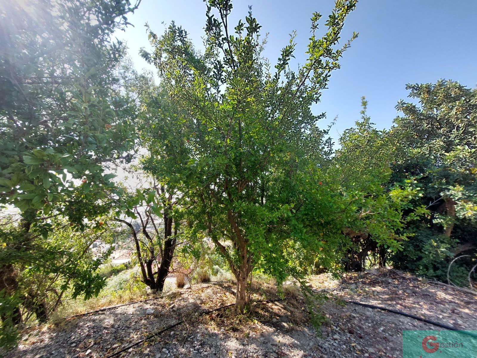 Venta de finca rústica en Salobreña