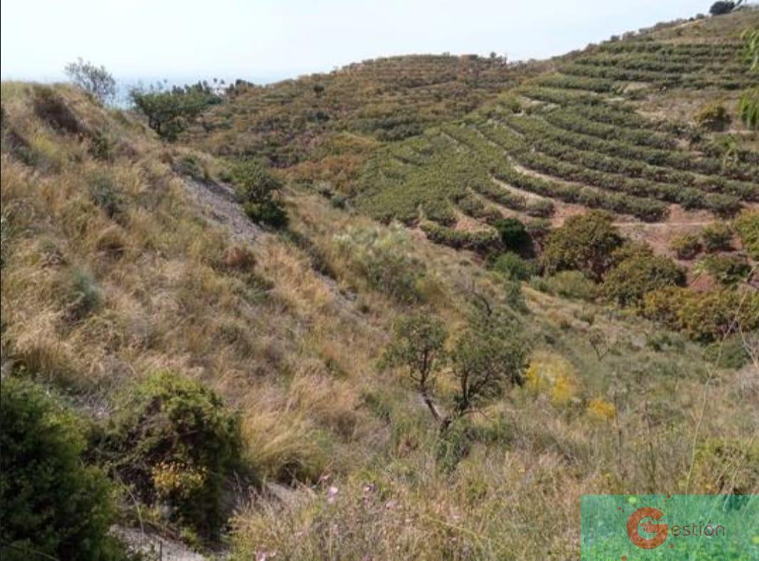 Venta de finca rústica en Salobreña