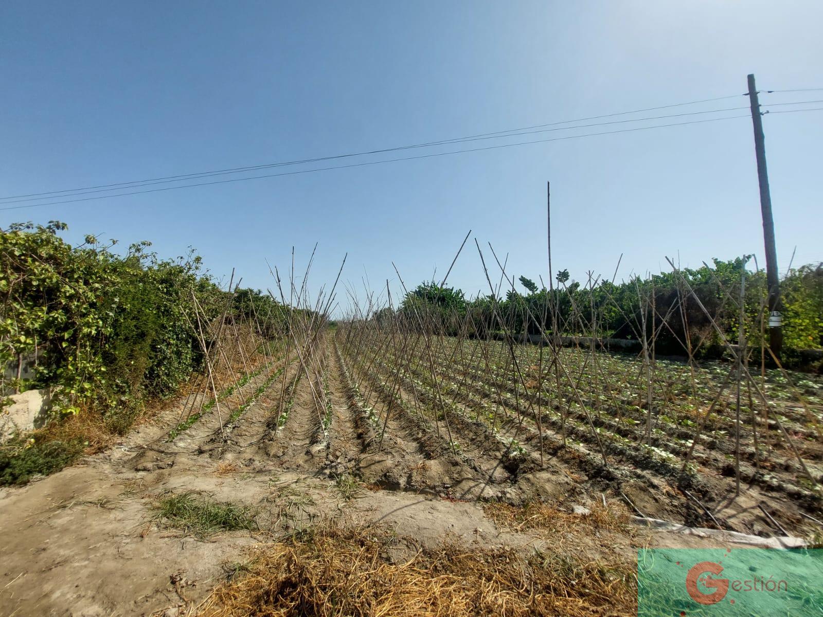 Venta de finca rústica en Motril