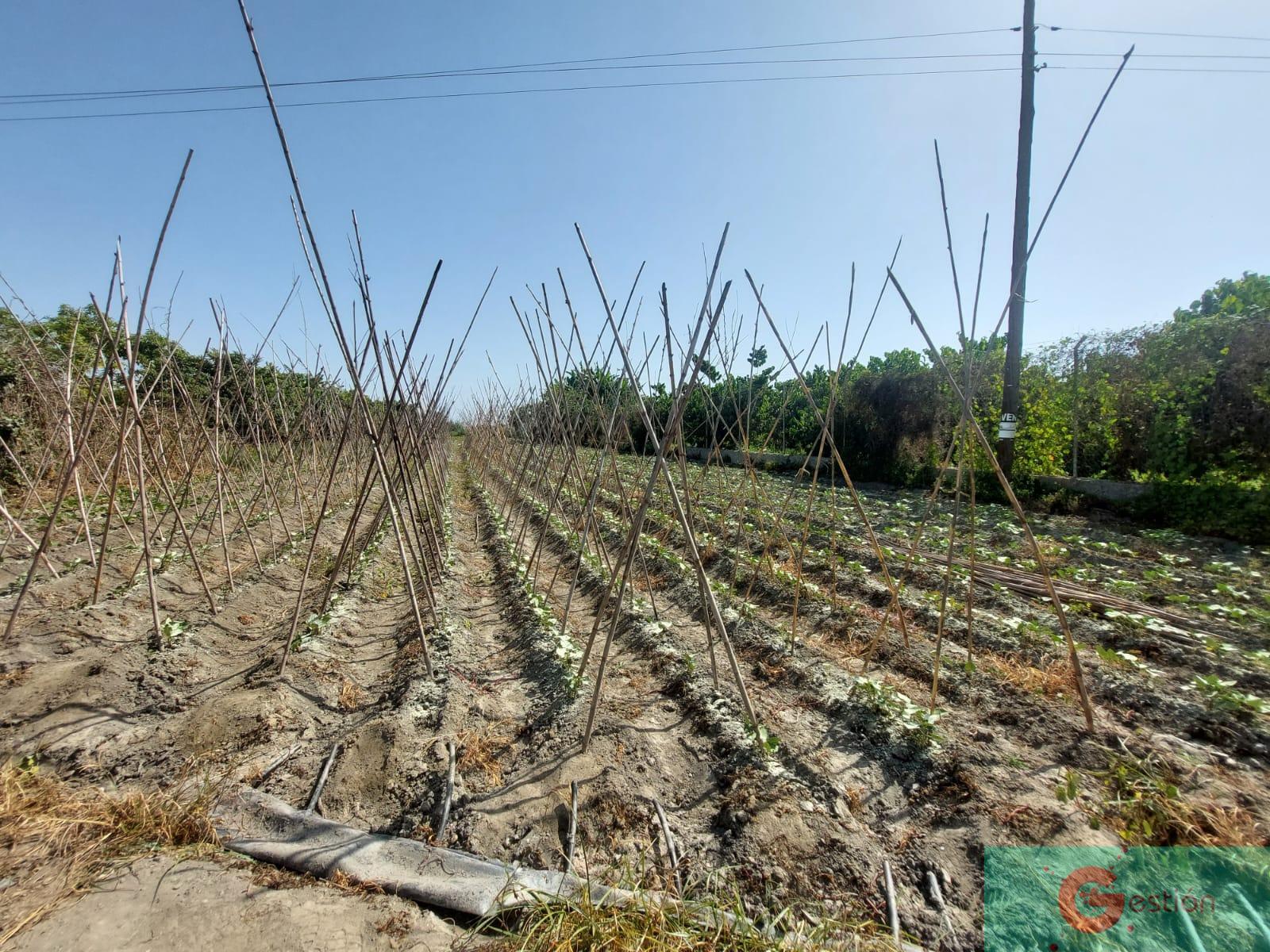Venta de finca rústica en Motril