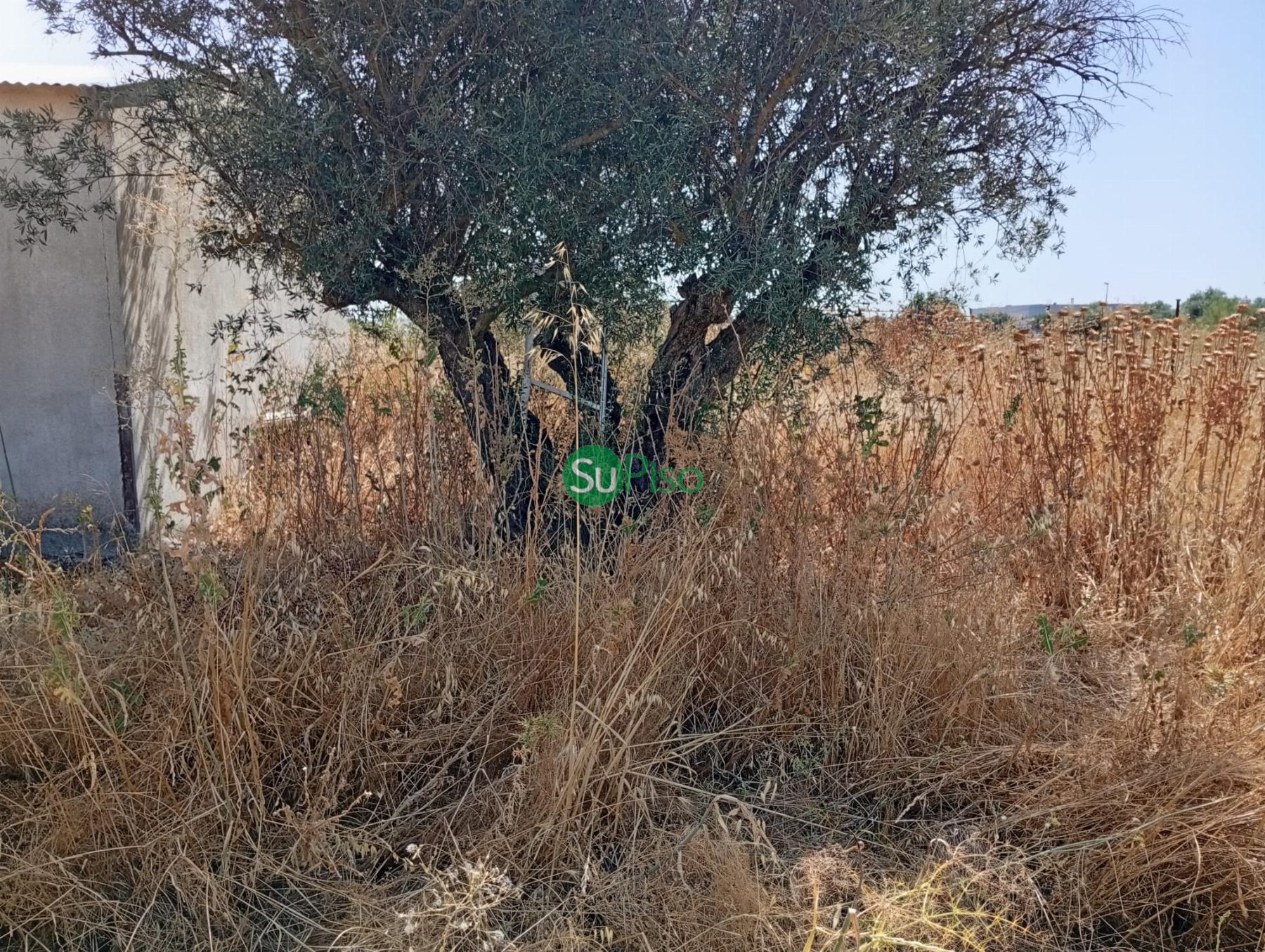 Venta de finca rústica en Yeles
