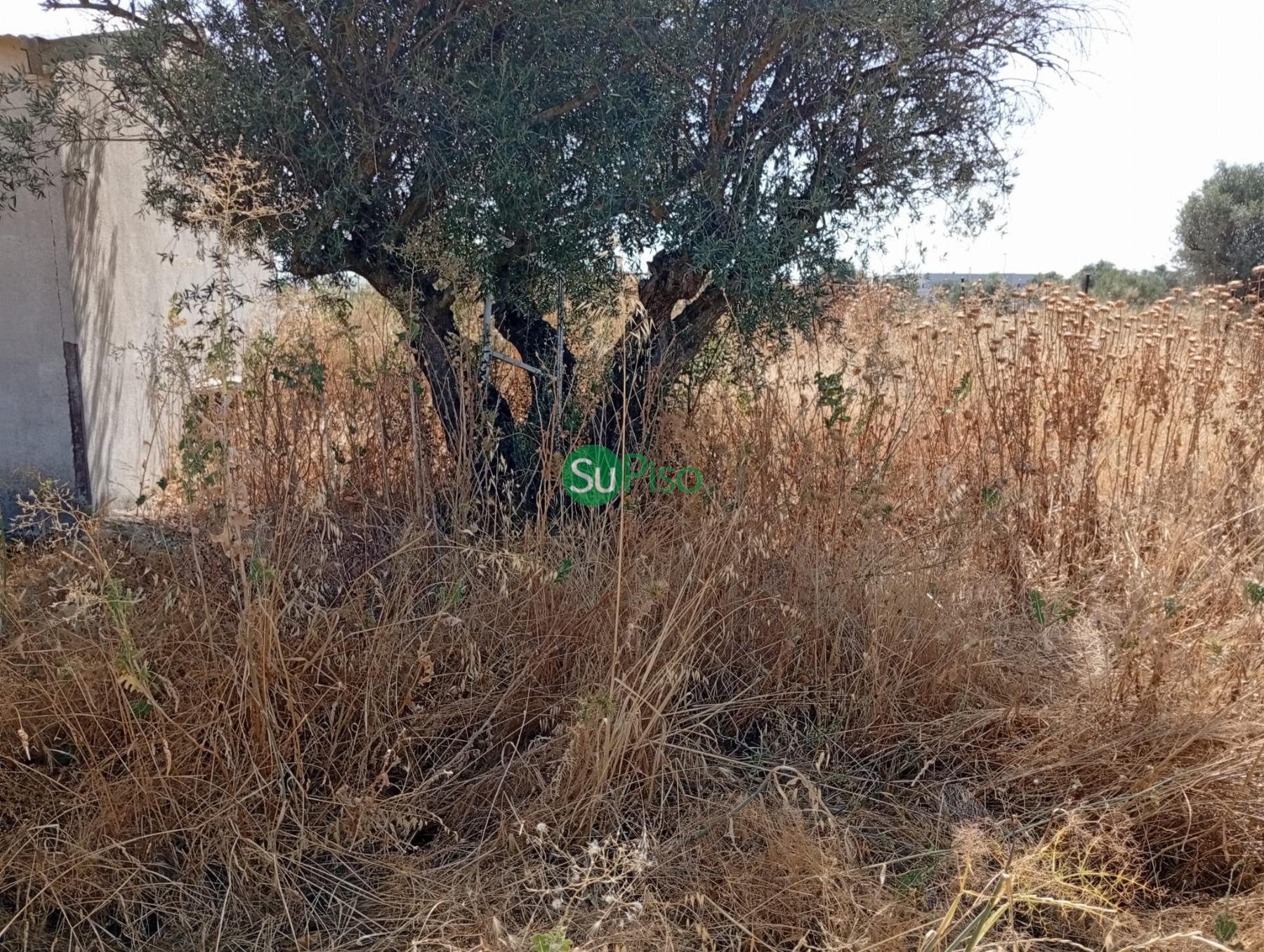 Venta de finca rústica en Yeles