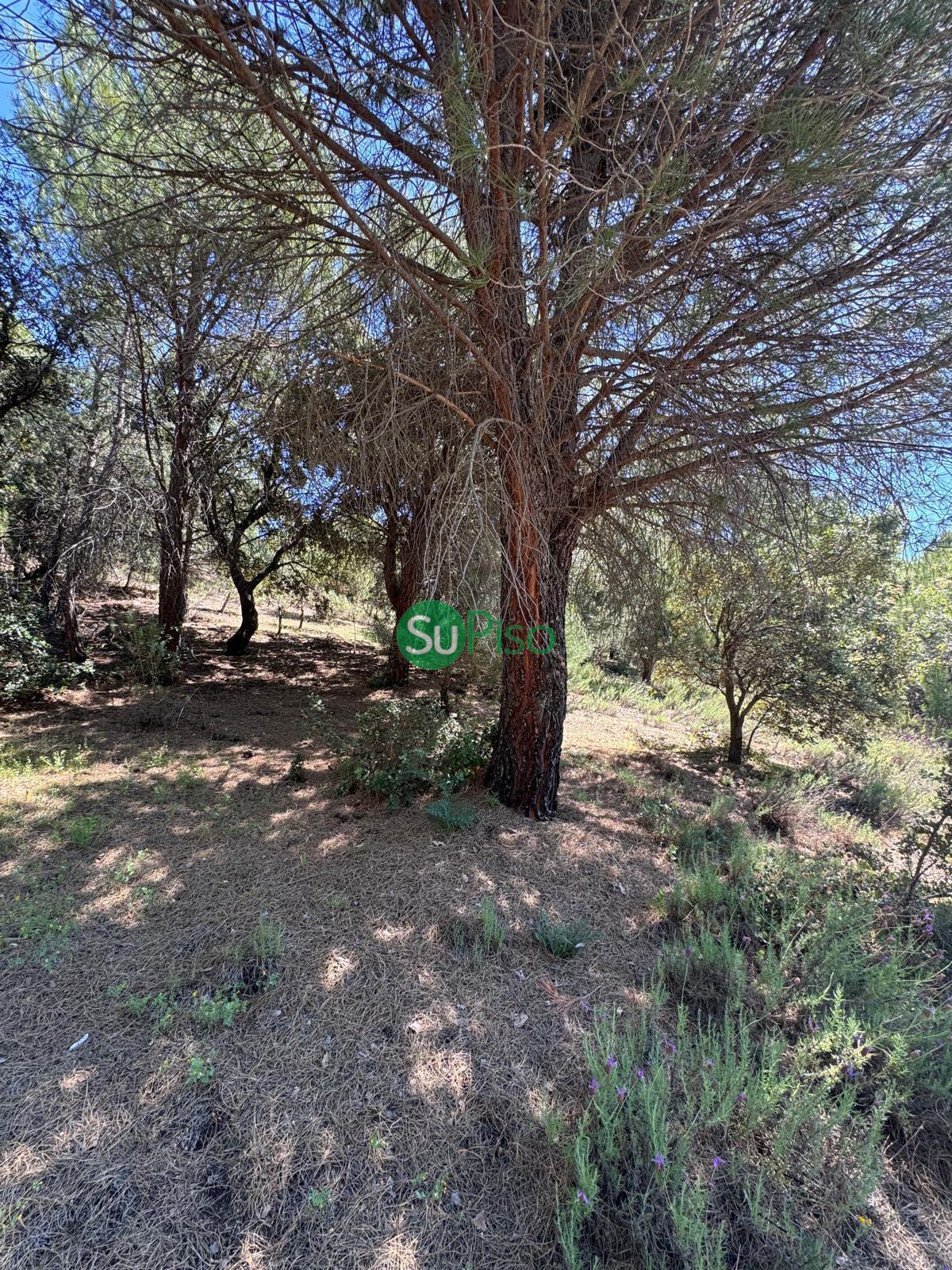 Venta de casa en San Martín de Valdeiglesias
