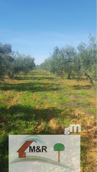 For sale of land in Aznalcázar