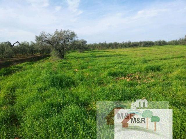 For sale of land in Bollullos de la Mitación