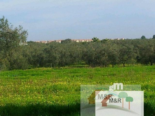 For sale of land in Bollullos de la Mitación