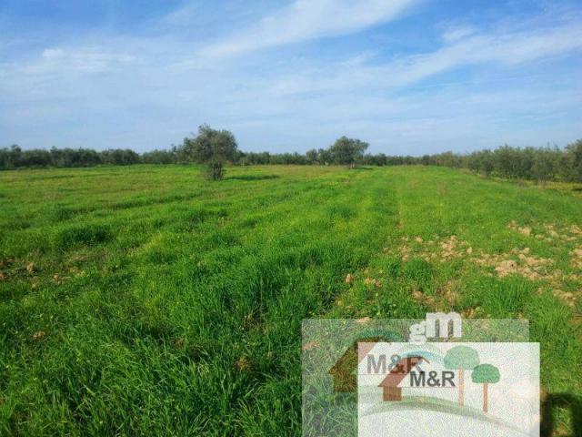 For sale of land in Bollullos de la Mitación