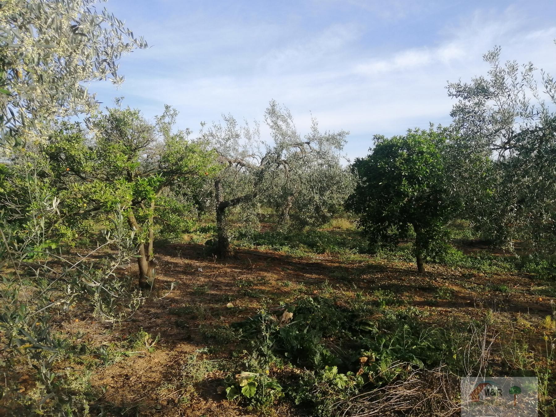 Venta de terreno en Bollullos de la Mitación