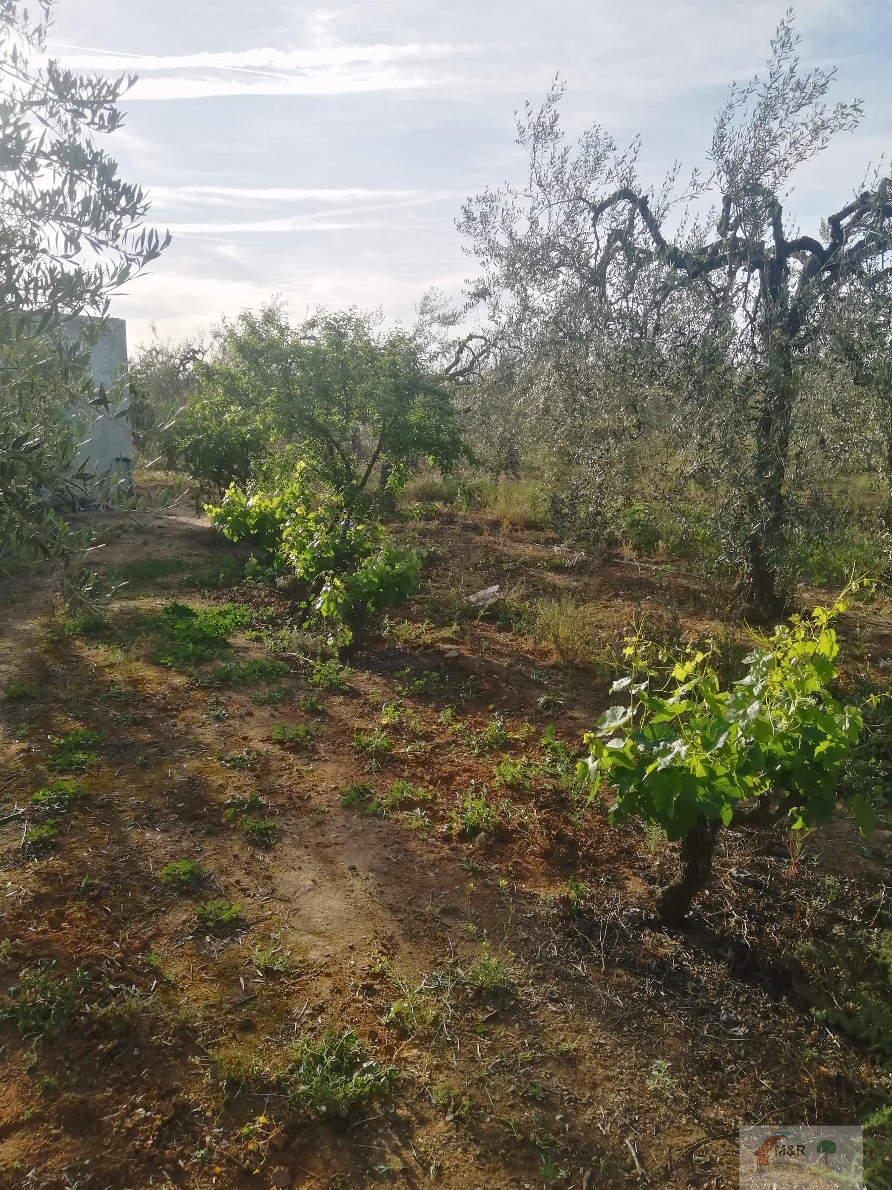 Venta de terreno en Bollullos de la Mitación