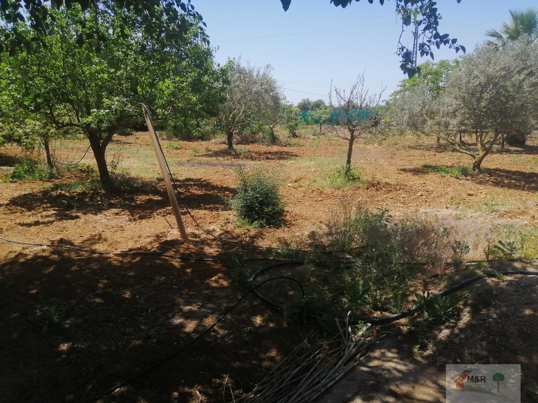 For sale of rural property in Aznalcázar