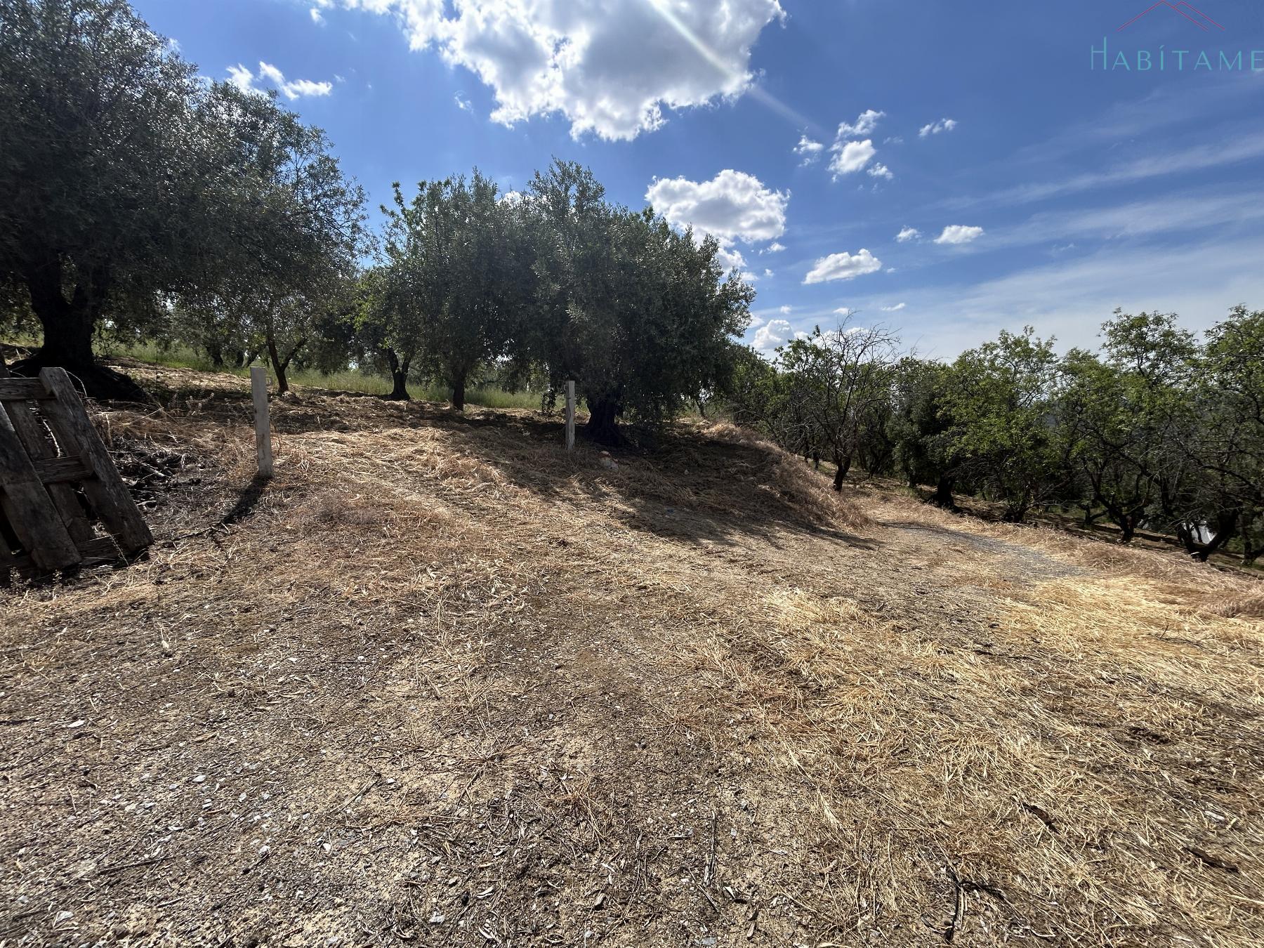 Ground