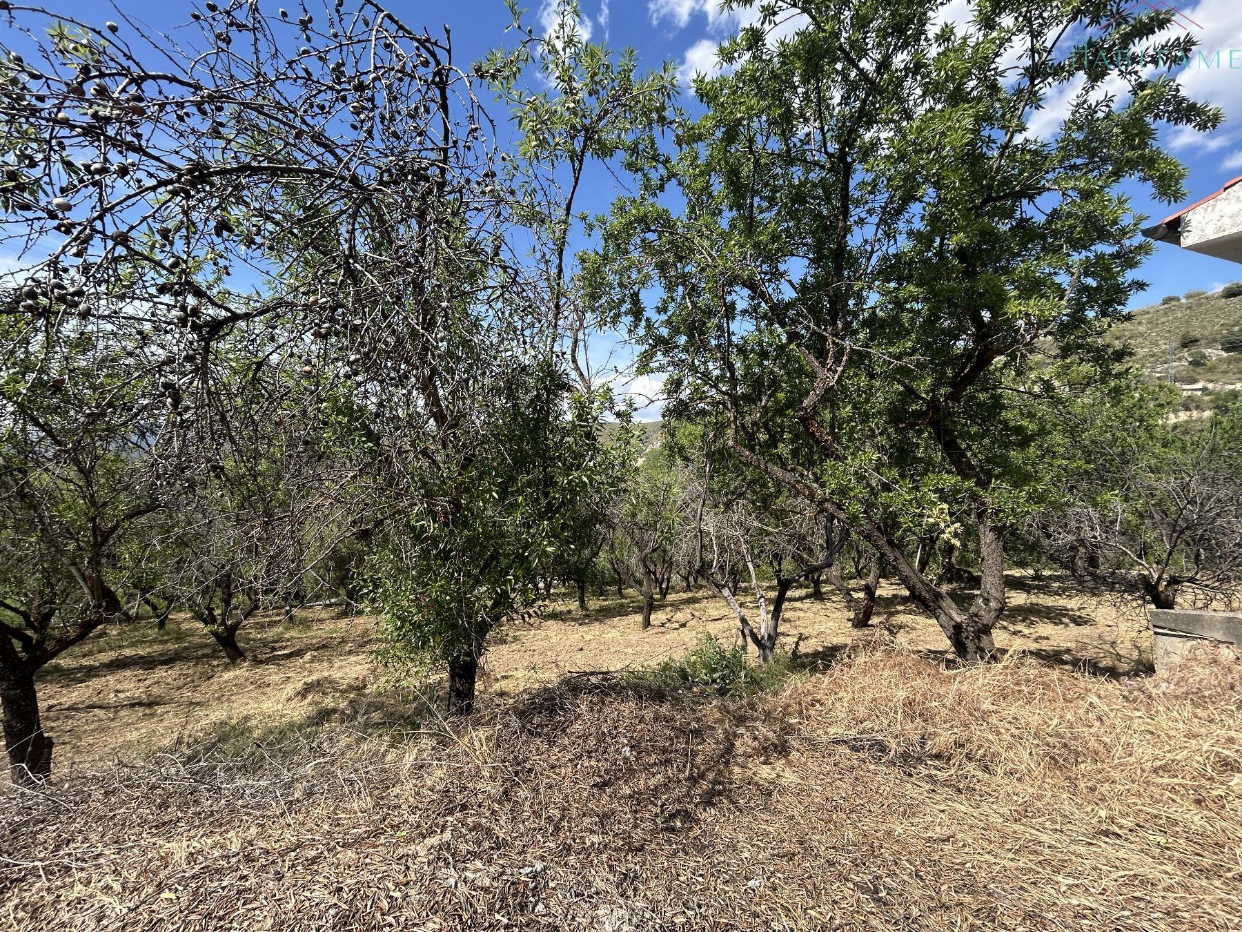 Ground
