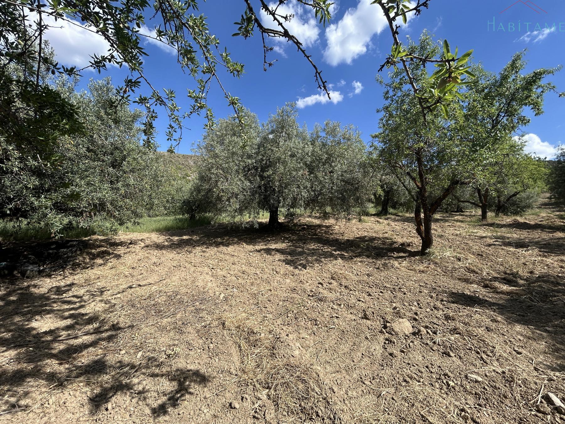 Ground