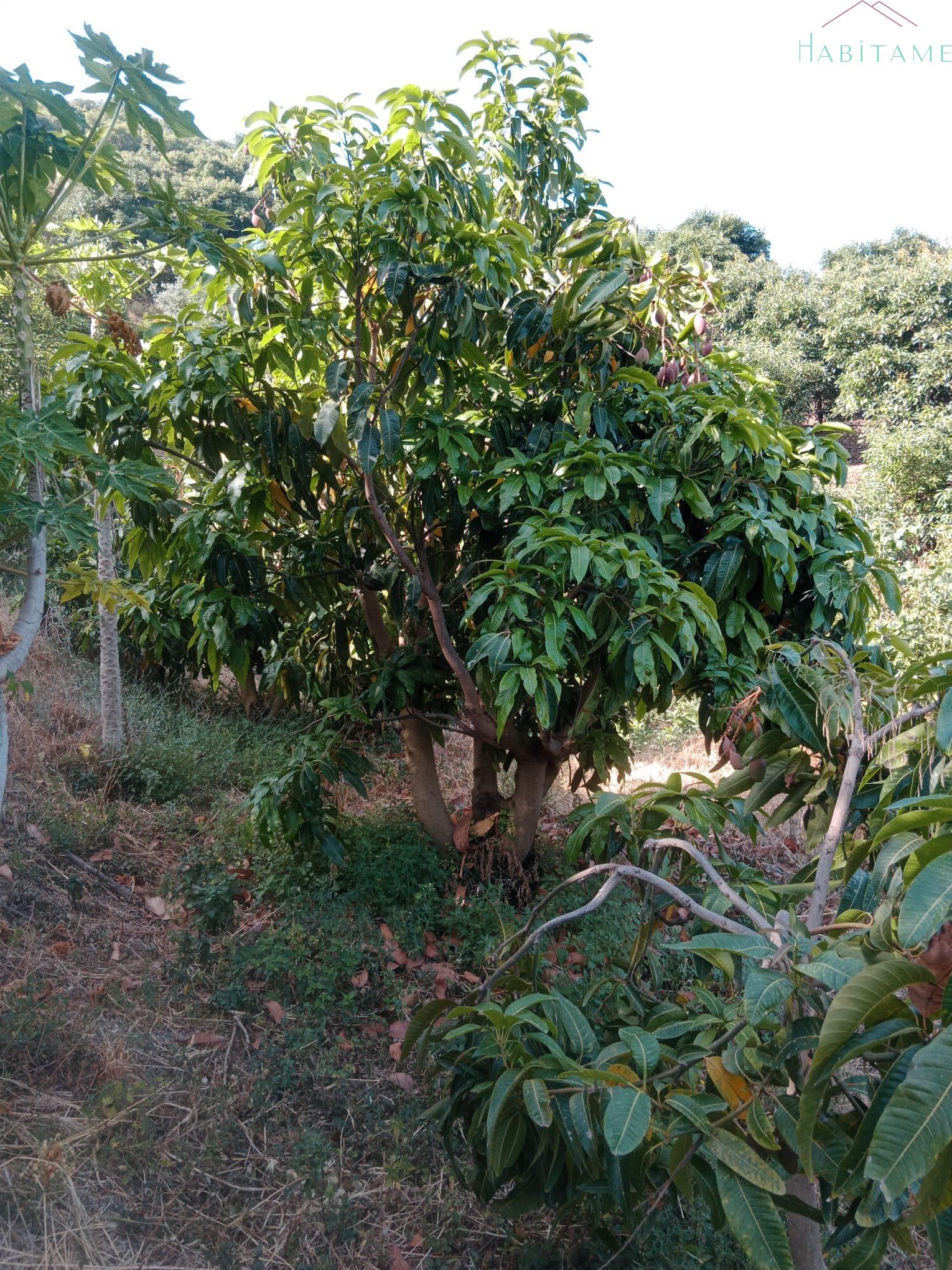Venta de terreno en Jete