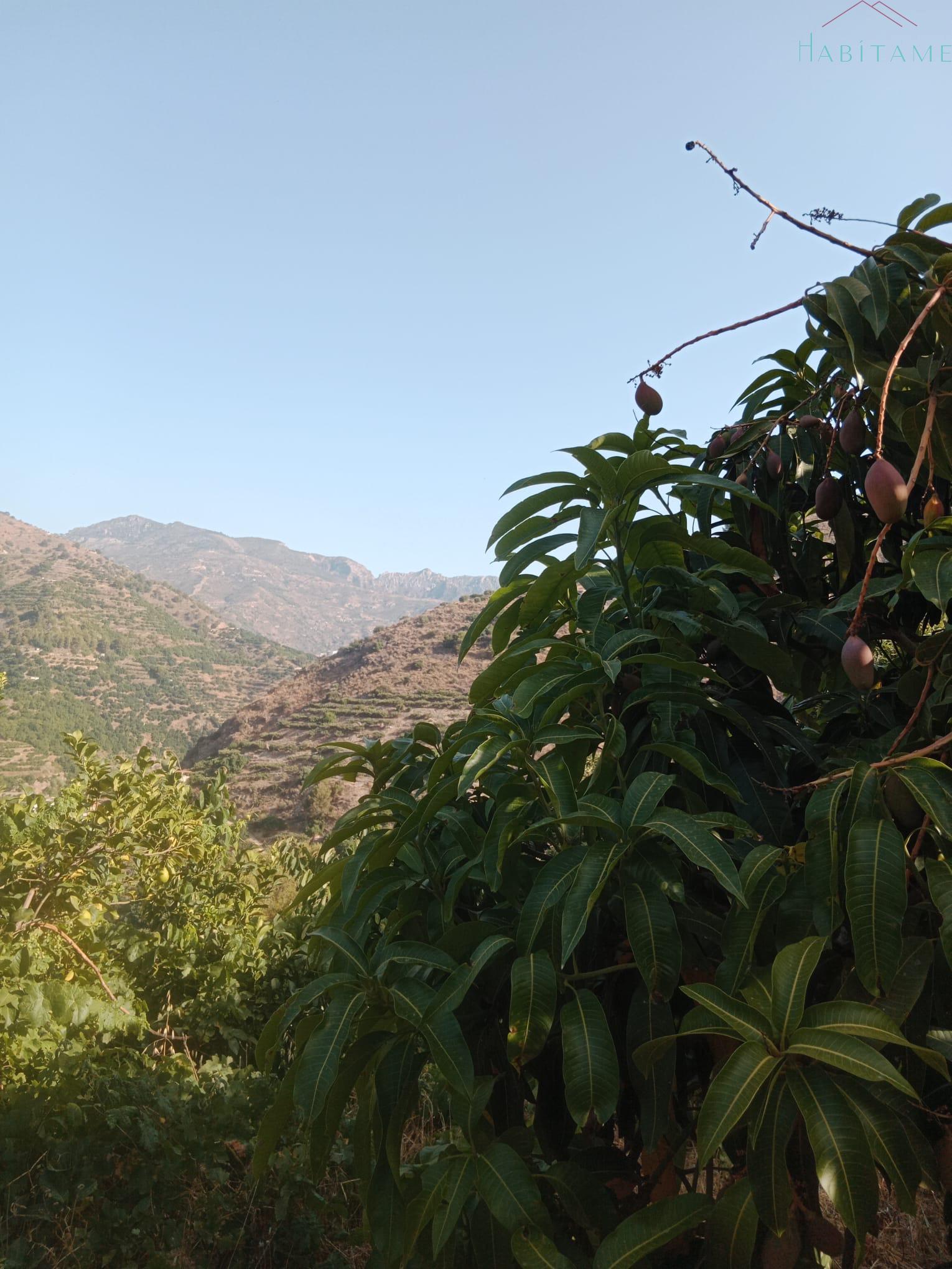 Terreno