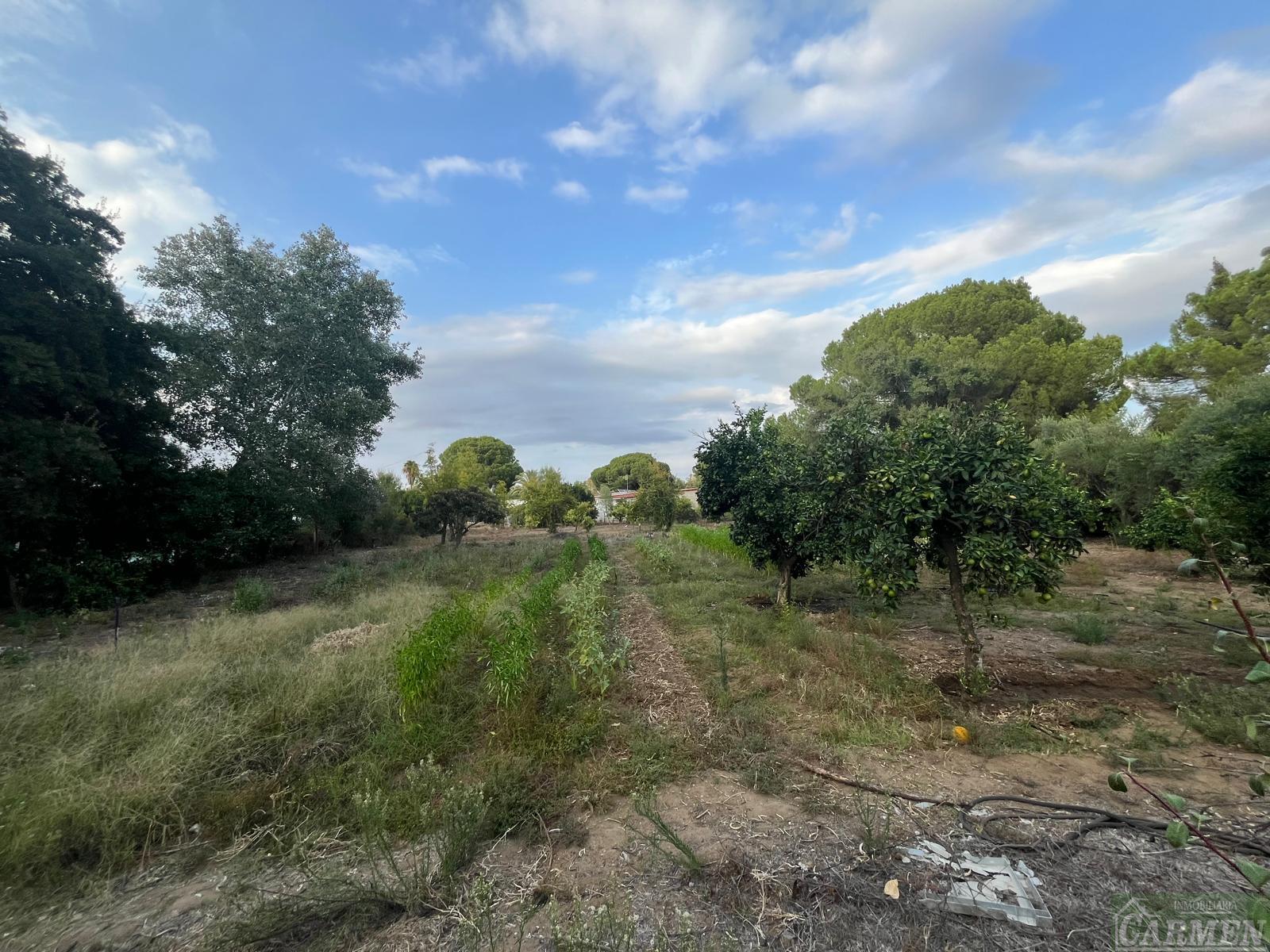 For sale of rural property in San José del Valle