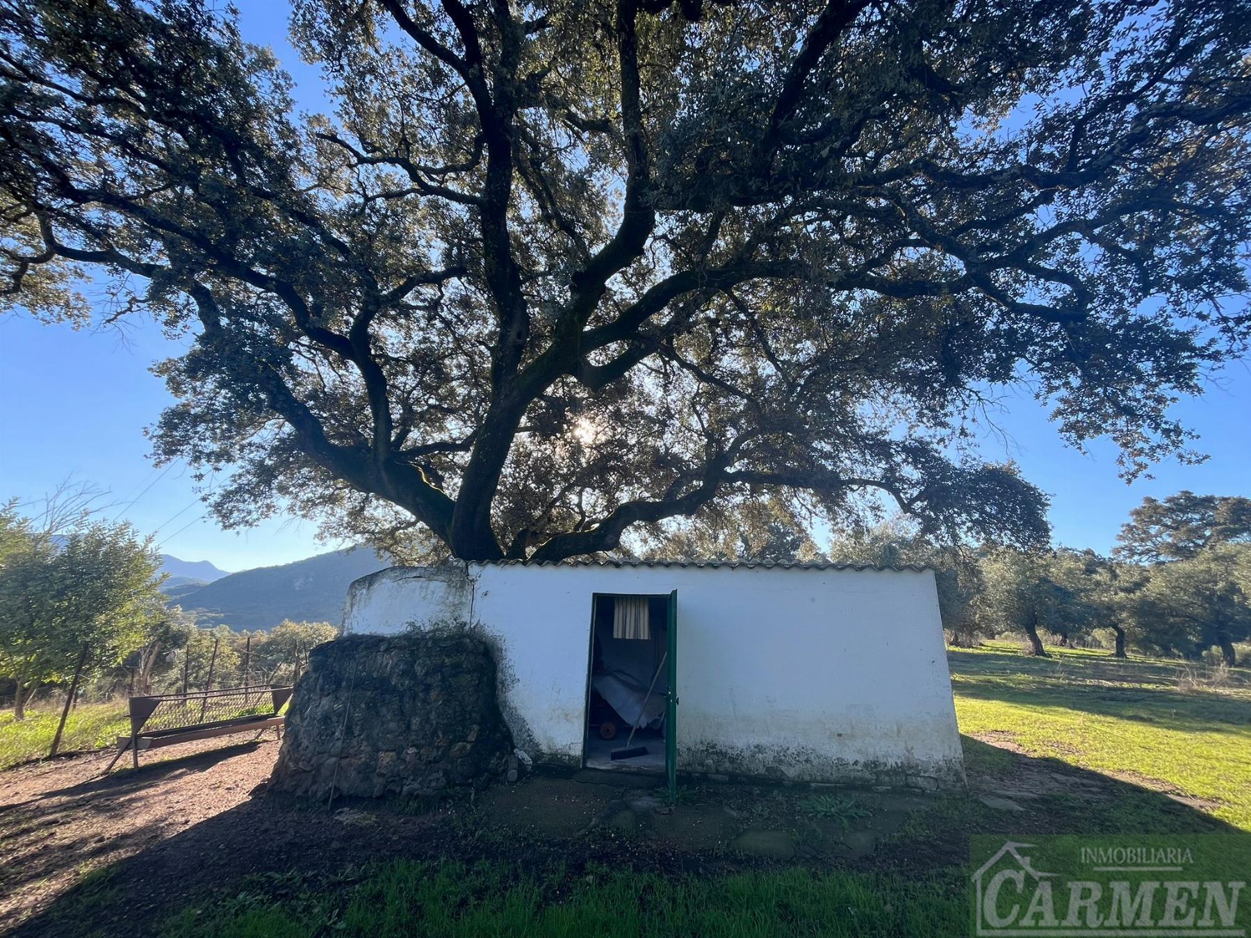 Venta de finca rústica en El Bosque