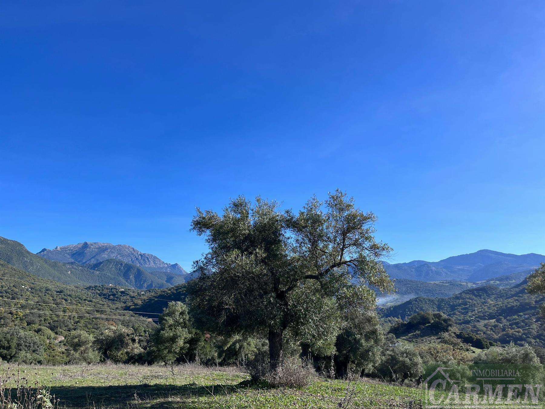 Venta de finca rústica en El Bosque