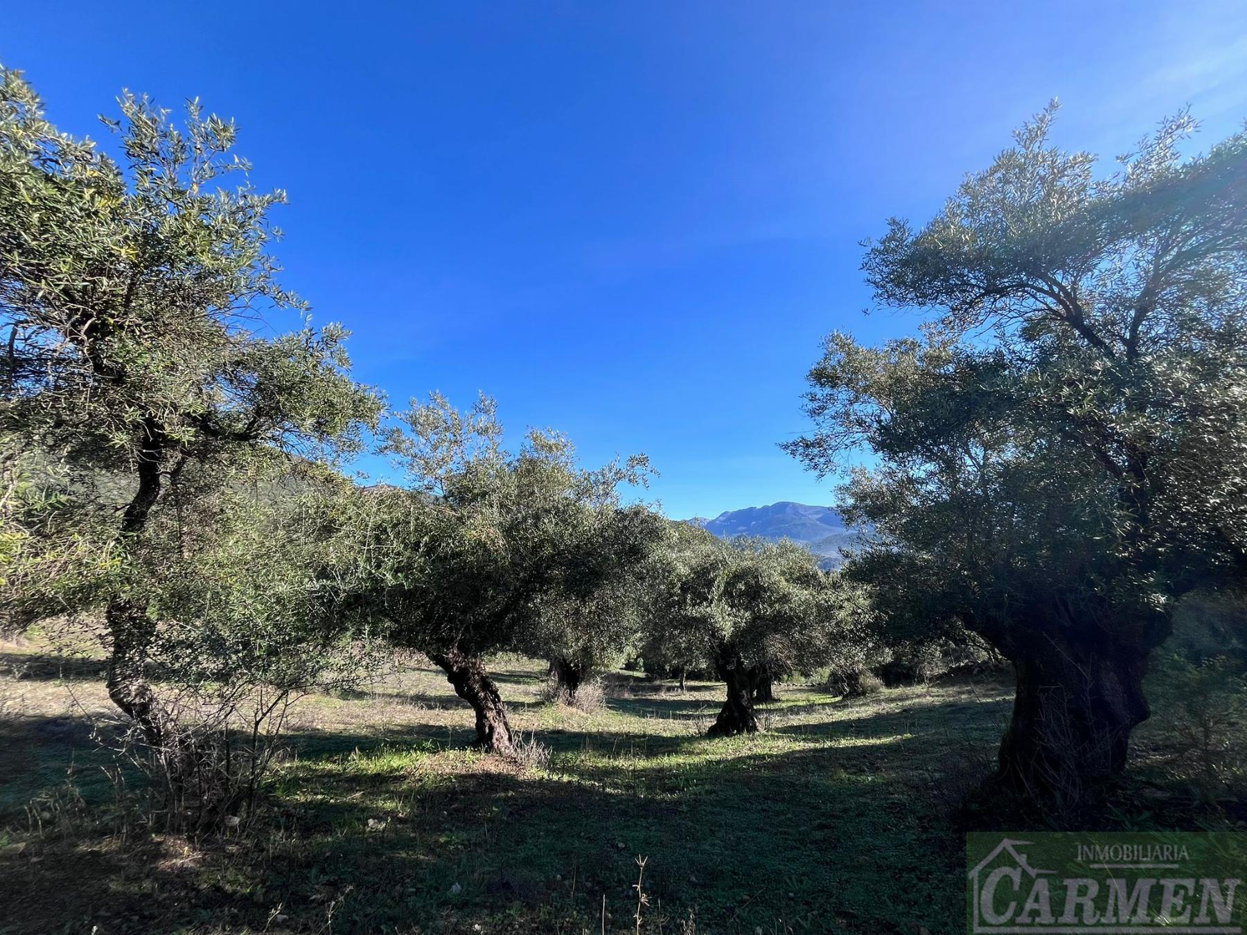 Venta de finca rústica en El Bosque