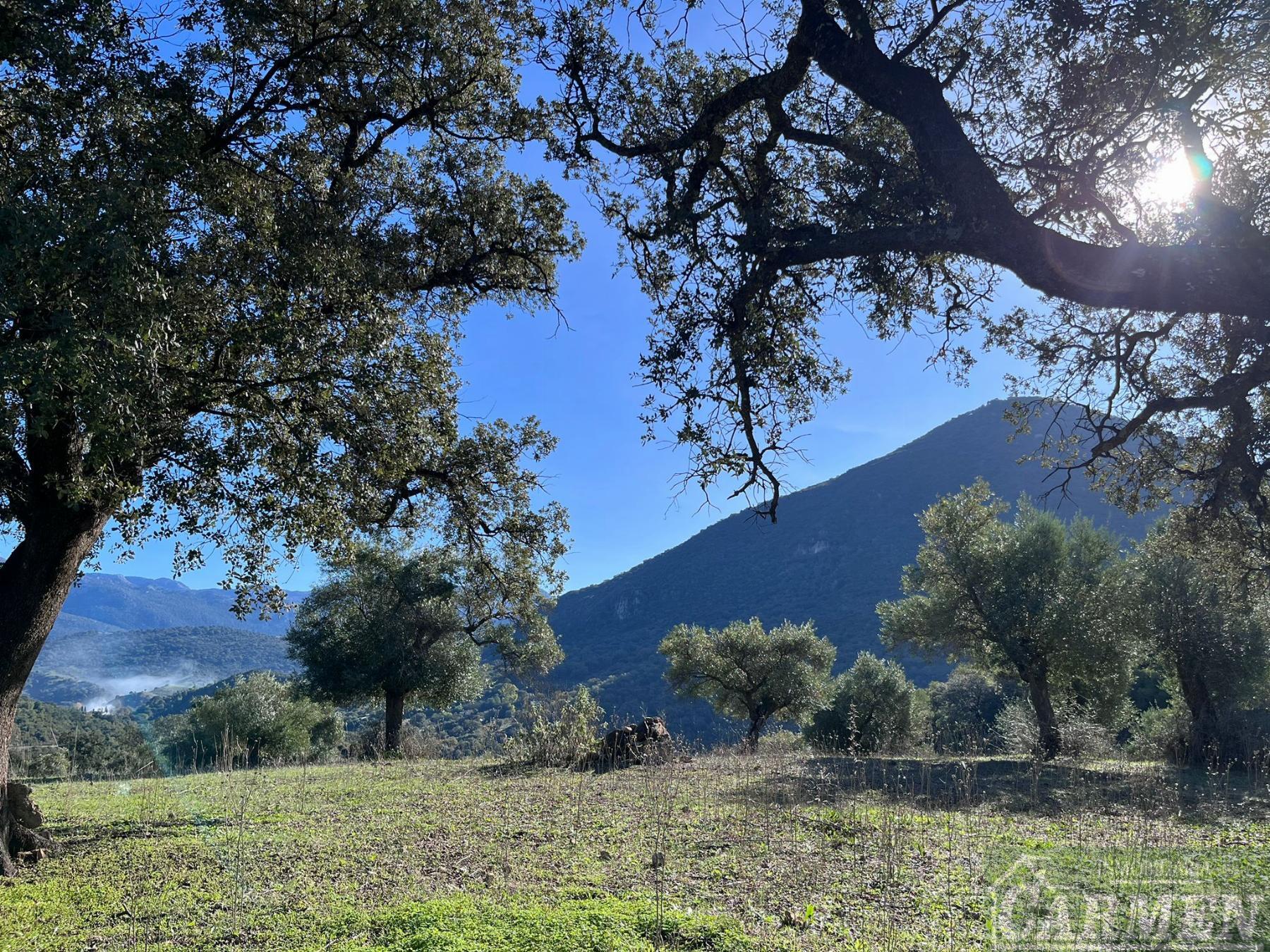 Venta de finca rústica en El Bosque