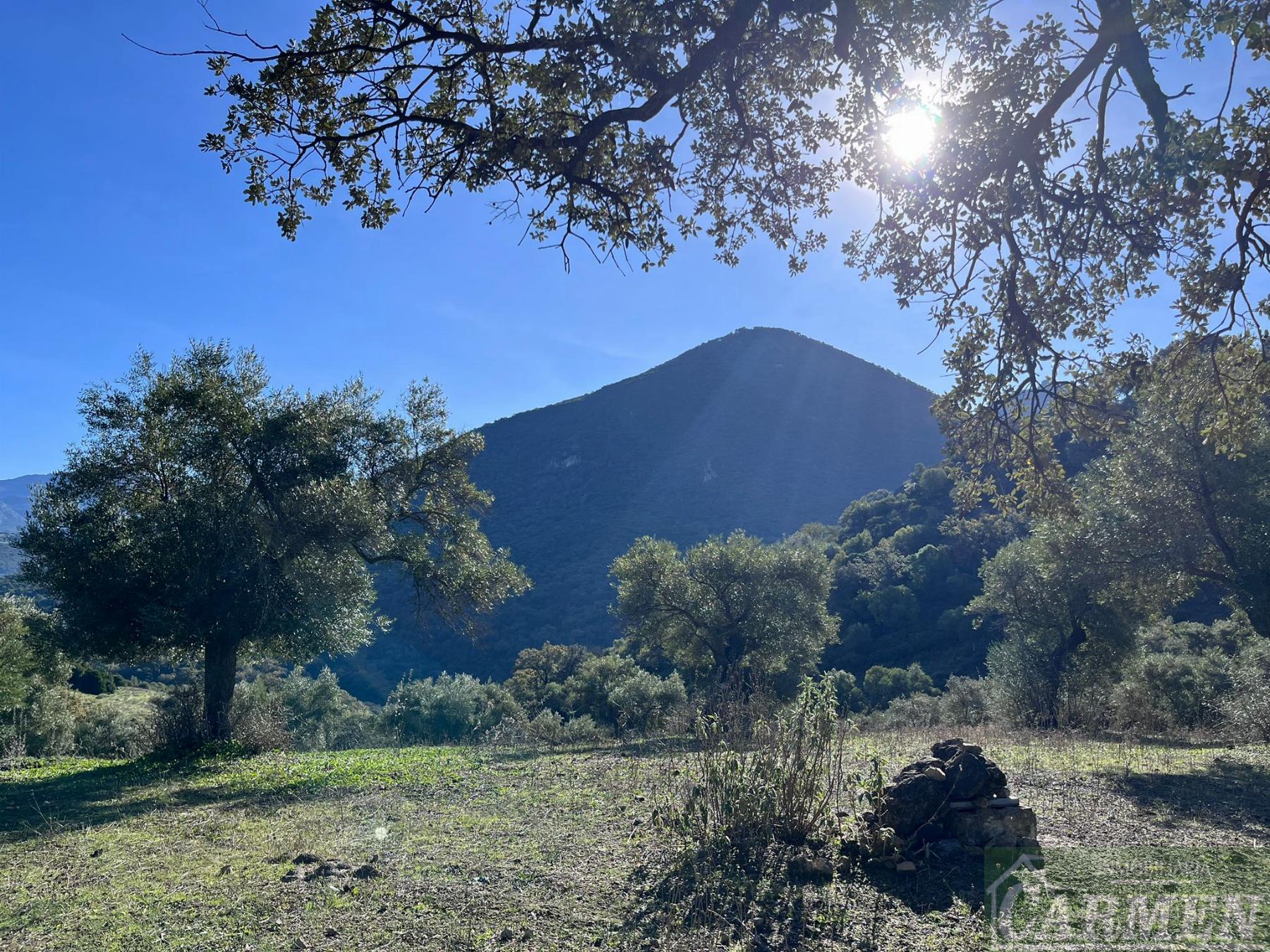 Venta de finca rústica en El Bosque