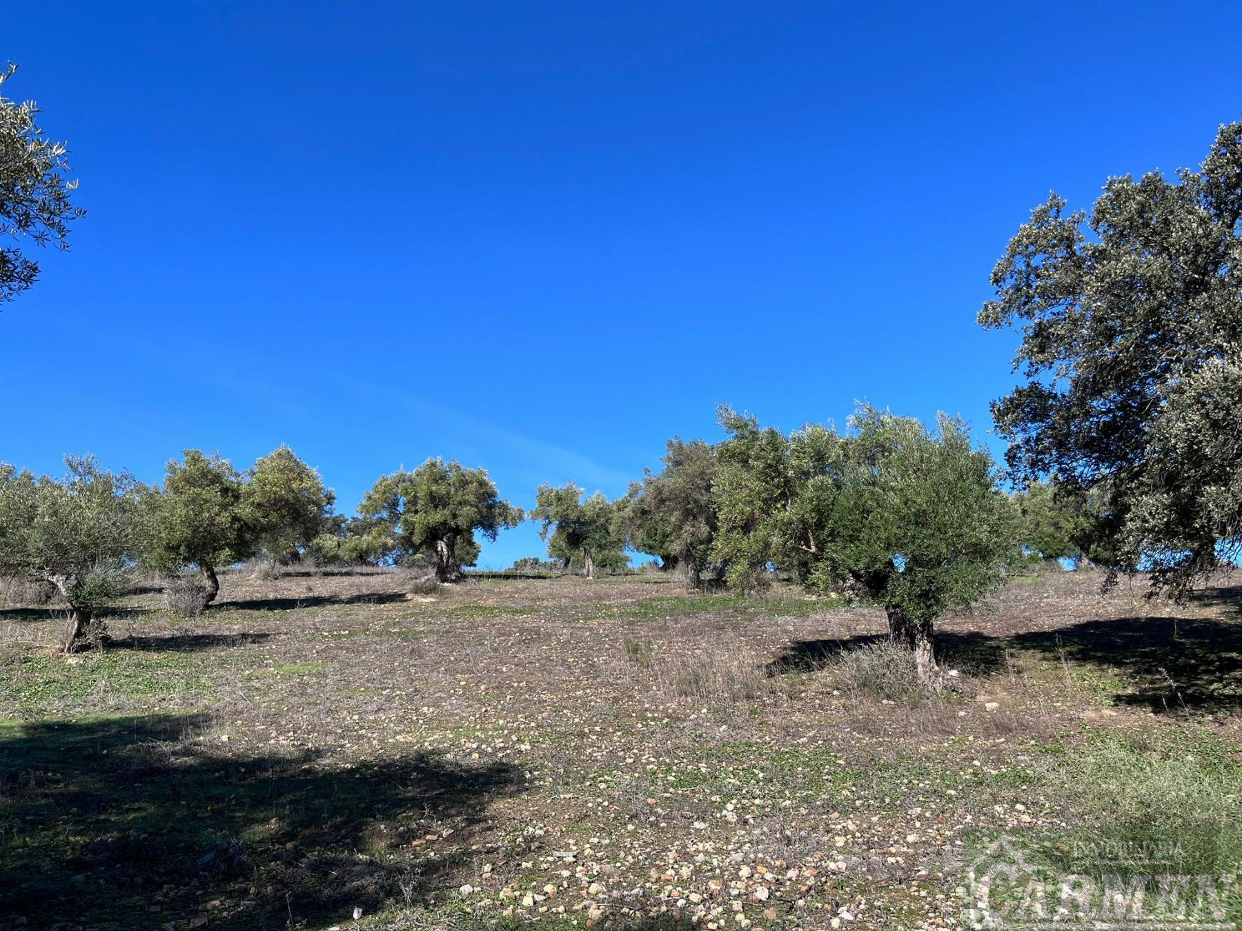 Venta de finca rústica en El Bosque