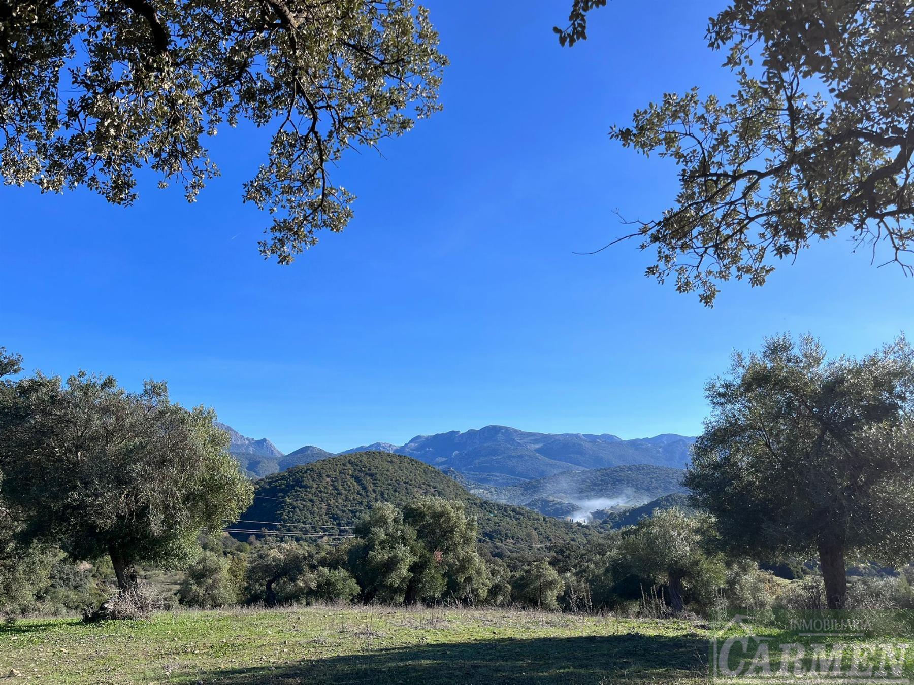 Venta de finca rústica en El Bosque