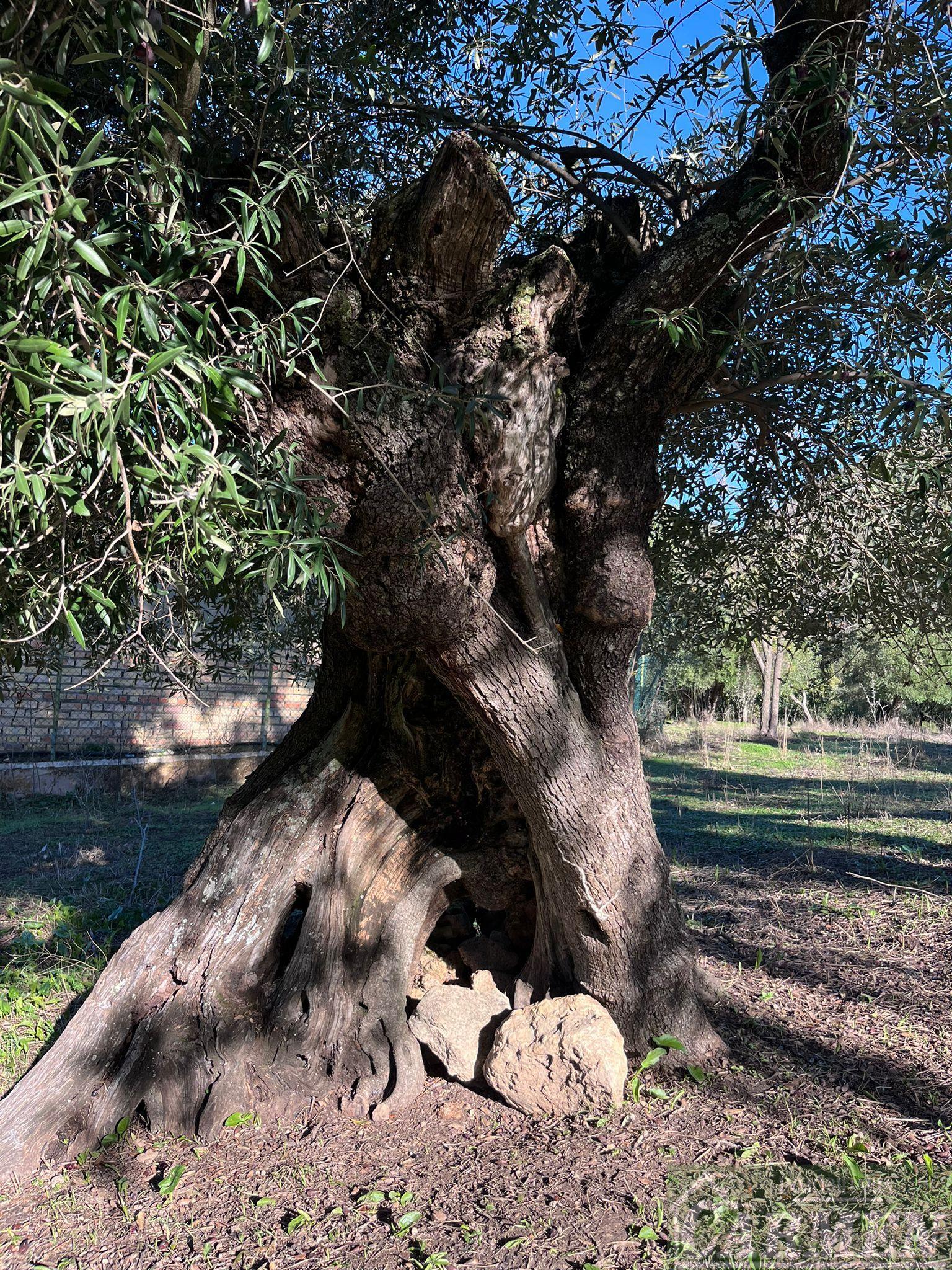 Venta de finca rústica en El Bosque
