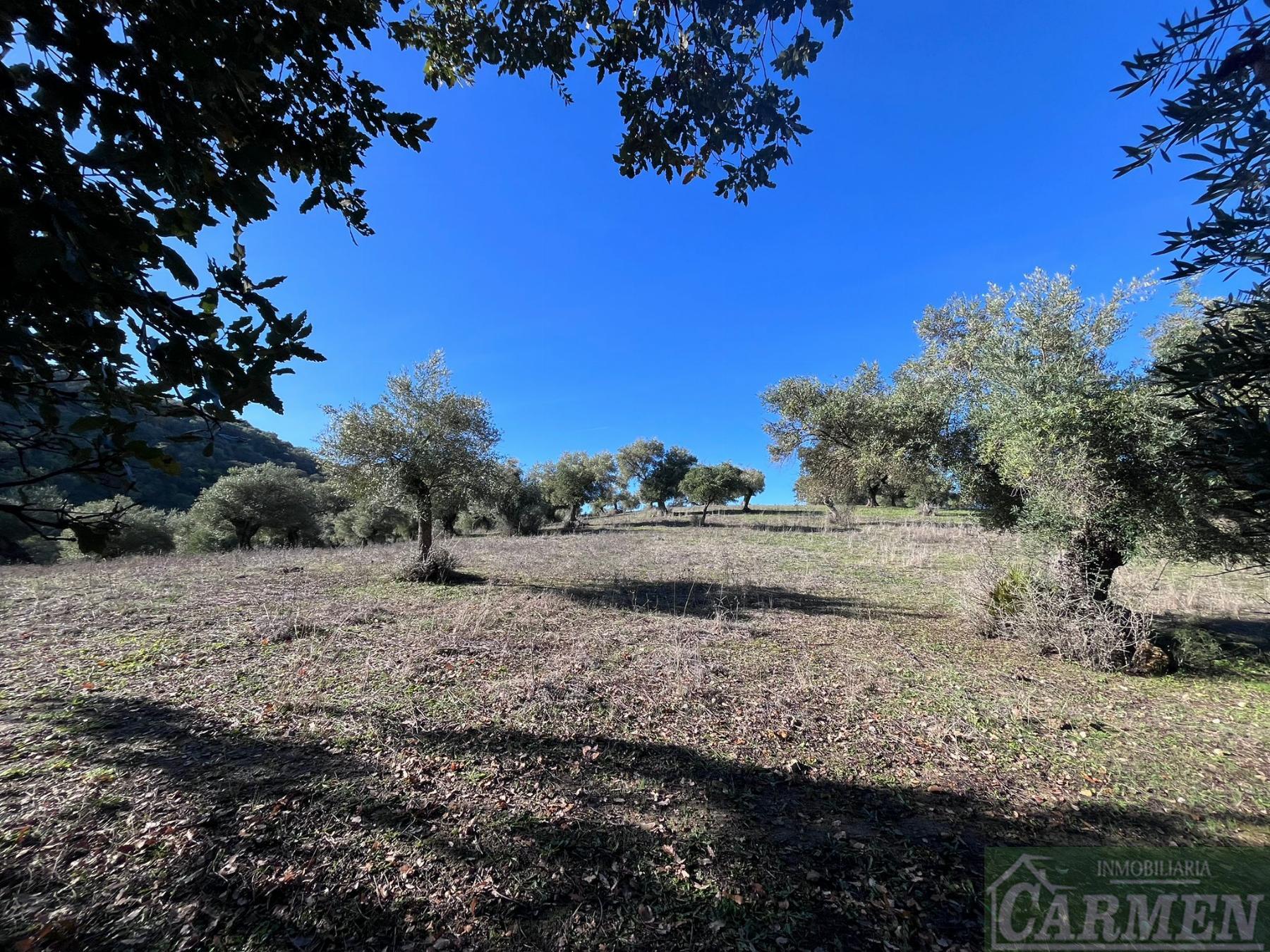 Venta de finca rústica en El Bosque