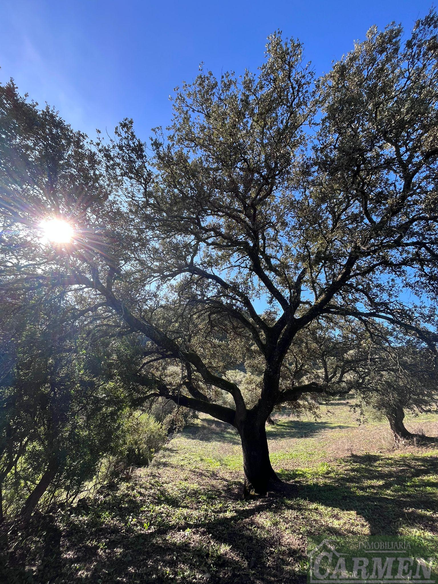 Venta de finca rústica en El Bosque