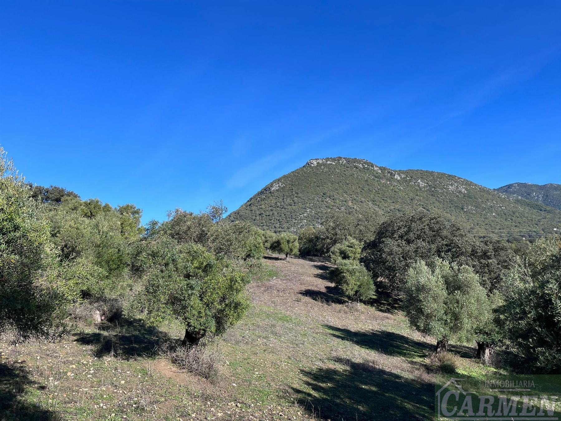 Venta de finca rústica en El Bosque