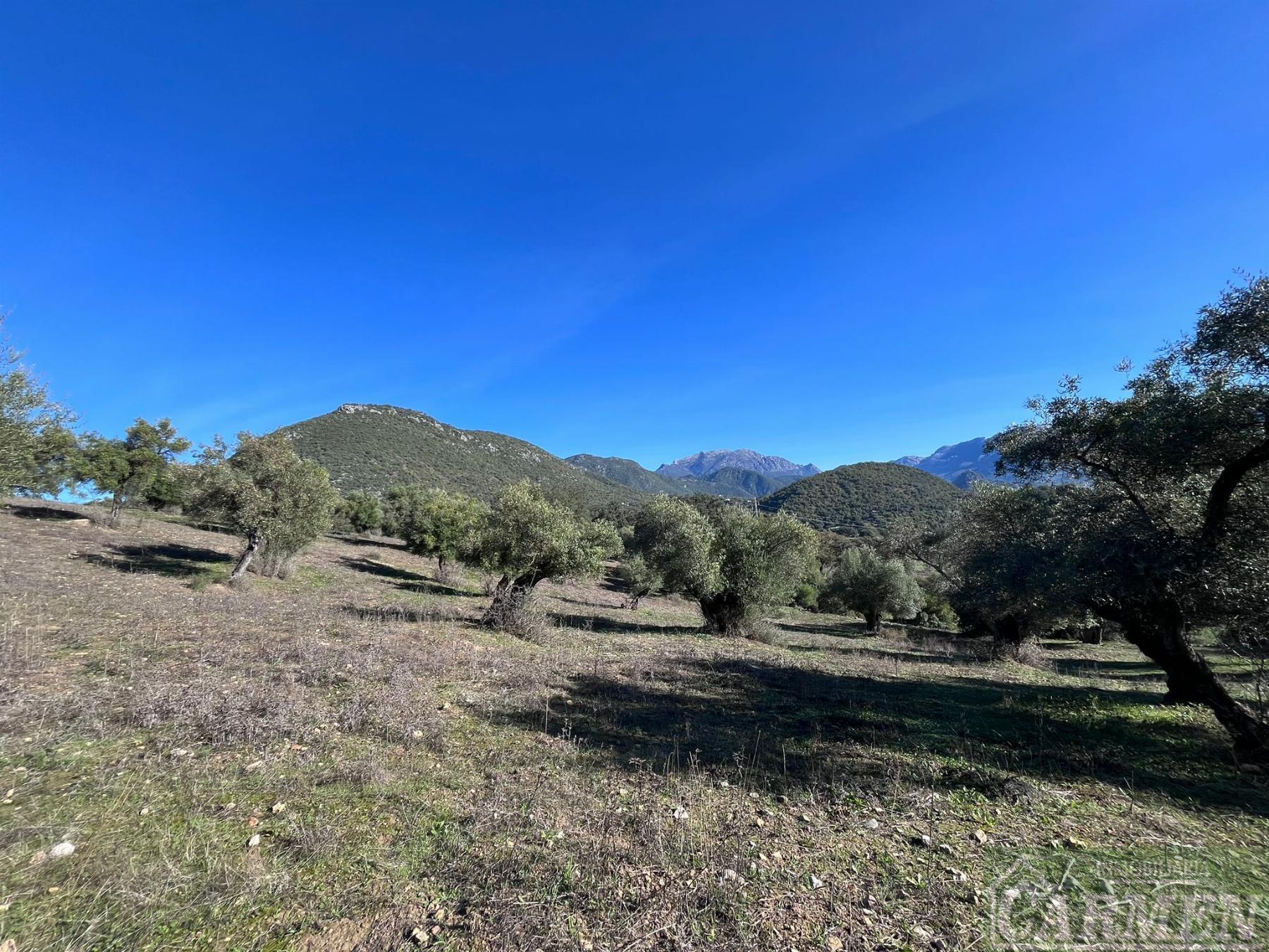 Venta de finca rústica en El Bosque
