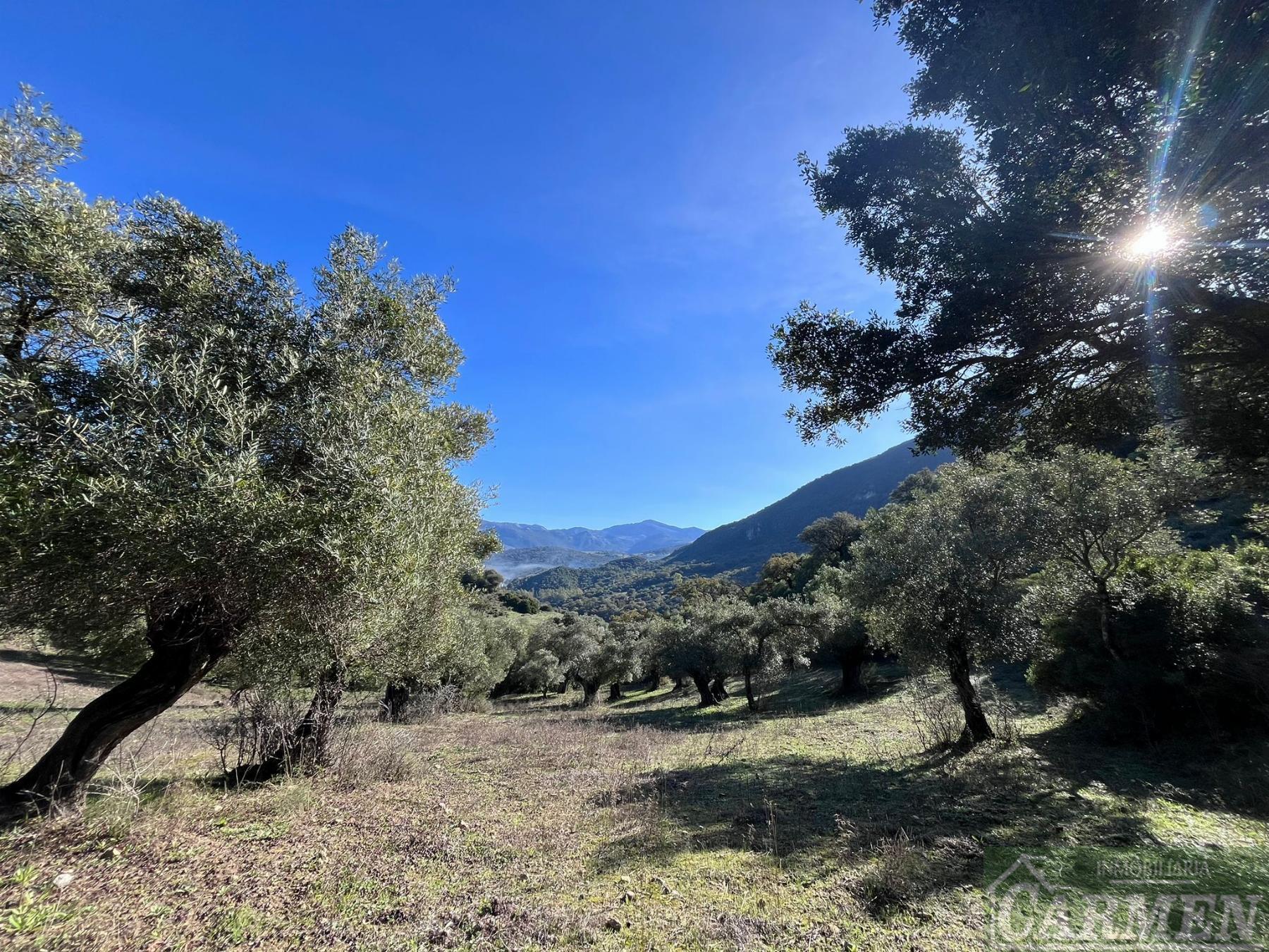 Venta de finca rústica en El Bosque