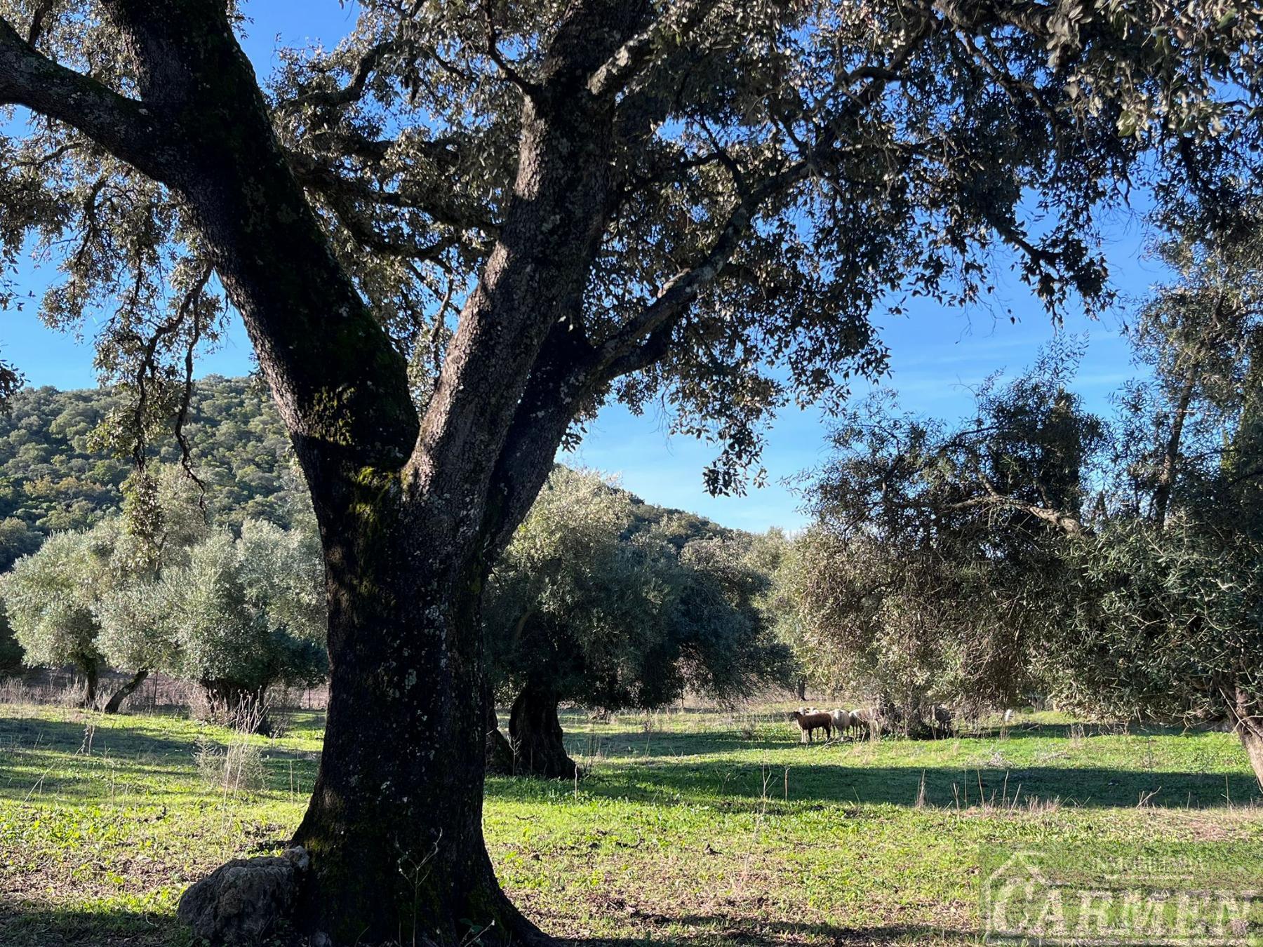 Venta de finca rústica en El Bosque