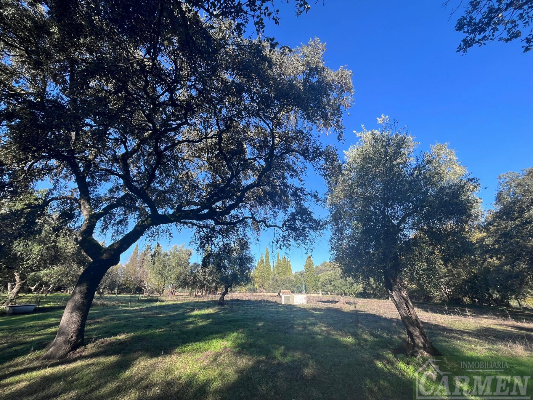 Venta de finca rústica en El Bosque