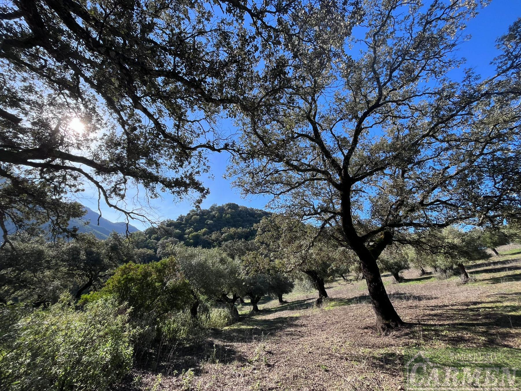 Venta de finca rústica en El Bosque